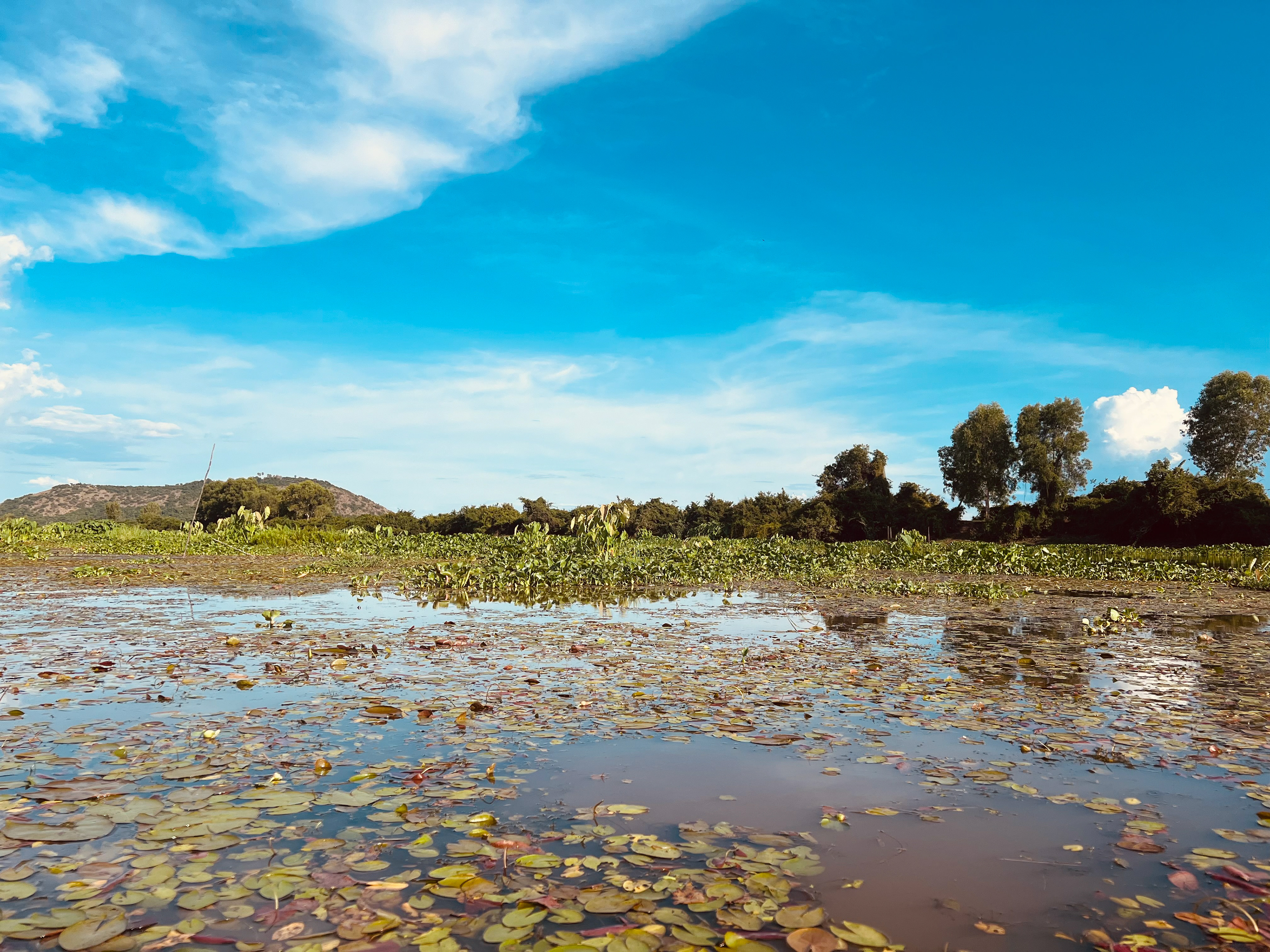 The lotus farm. Siem Reap.