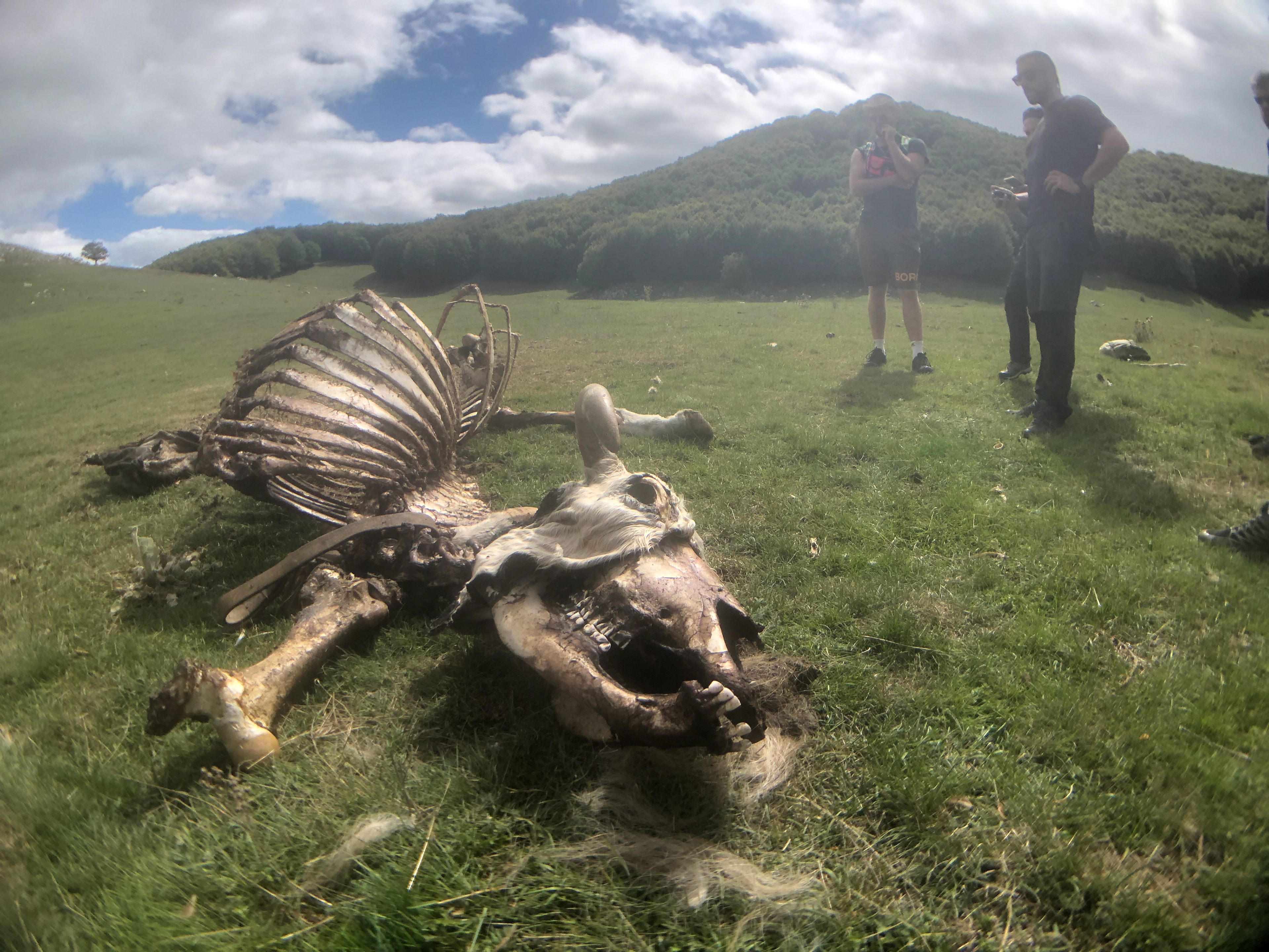 An inspection of a cattle carcass eaten by Griffon Vultures in the national park to check for evidence of poisoning. 