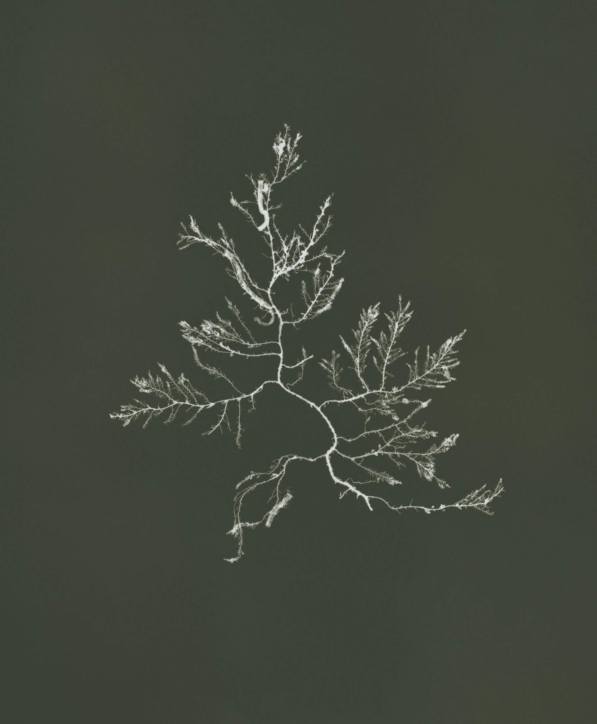 Siphoned feather weed (Heterosiphonia plumosa) - Popularized by the Victorians, the craft of seaweed pressing preserves the vivid colors and diverse forms of seaweed. Elizabeth Warren of Flushing (1786–1864) was one of Cornwall’s most prolific collectors - her valuable contributions highlight how women advanced science through methods often dismissed by male-dominated institutions. Today, these historic pressings can be studied and help us track changes to our oceans.