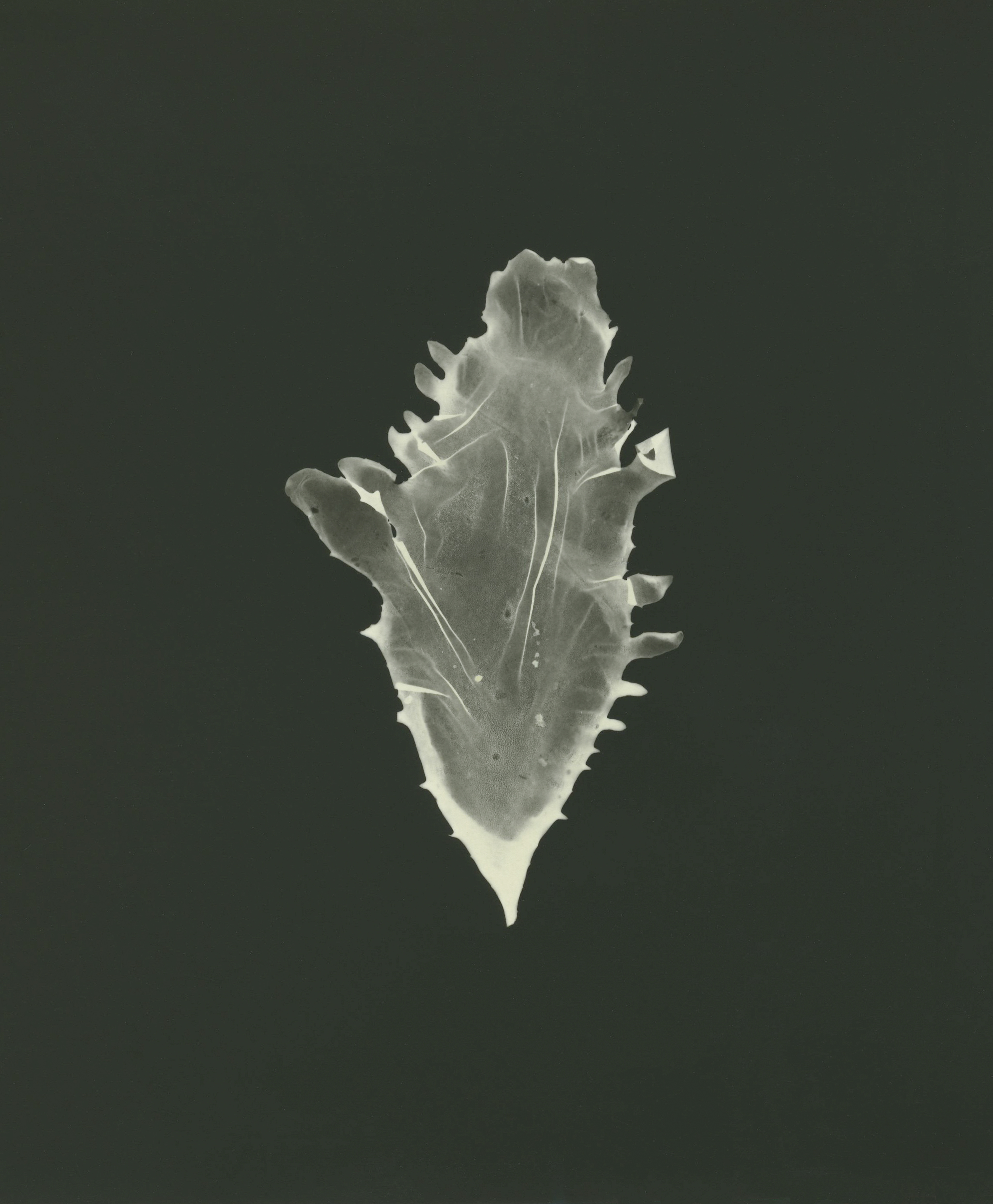 Beautiful eyelash weed (Calliblepharis ciliata)