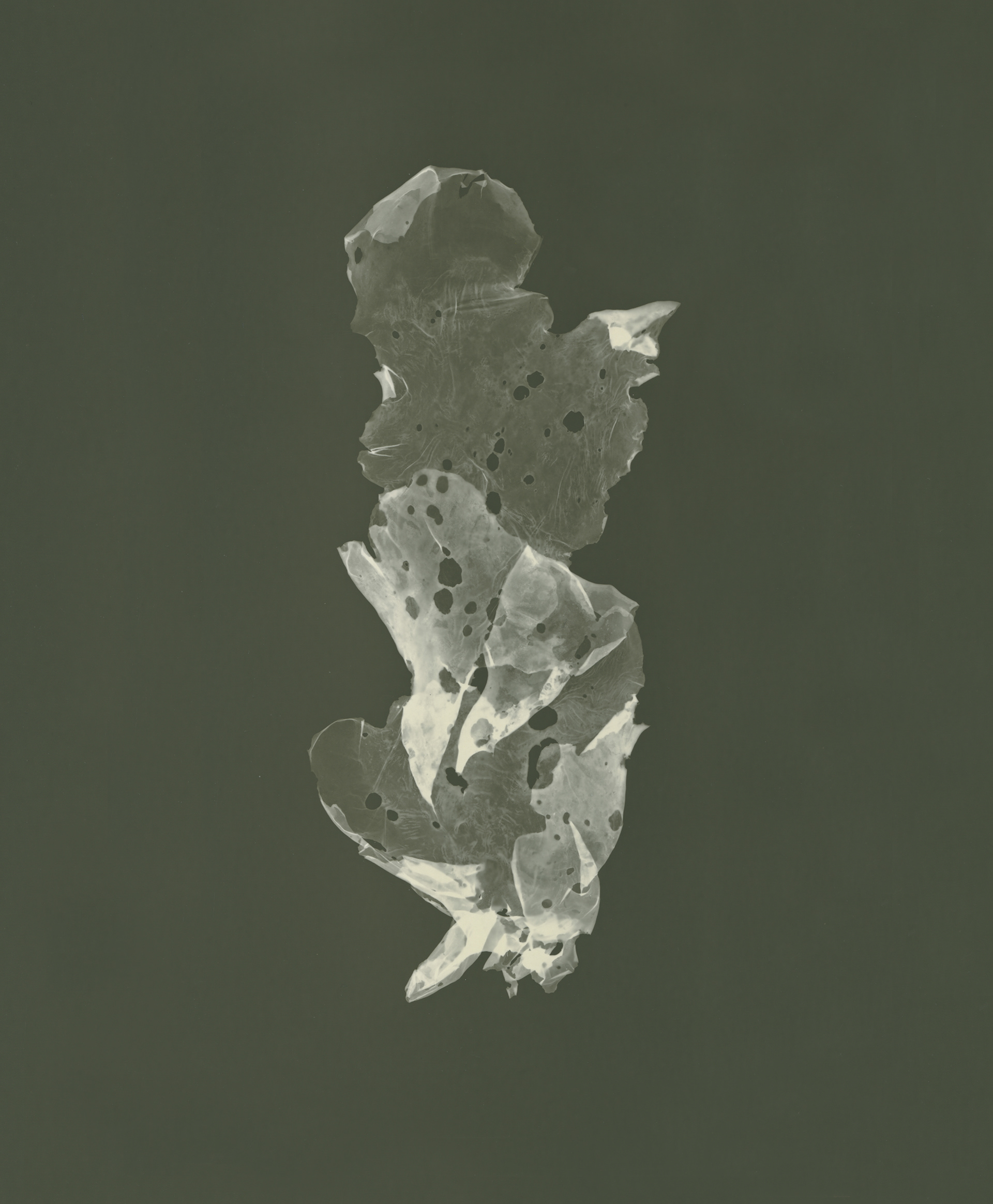 Sea lettuce (Ulva) - In remote coastal communities, sea lettuce was used to relieve headaches, fevers and to encourage sleep by binding it around one's forehead.