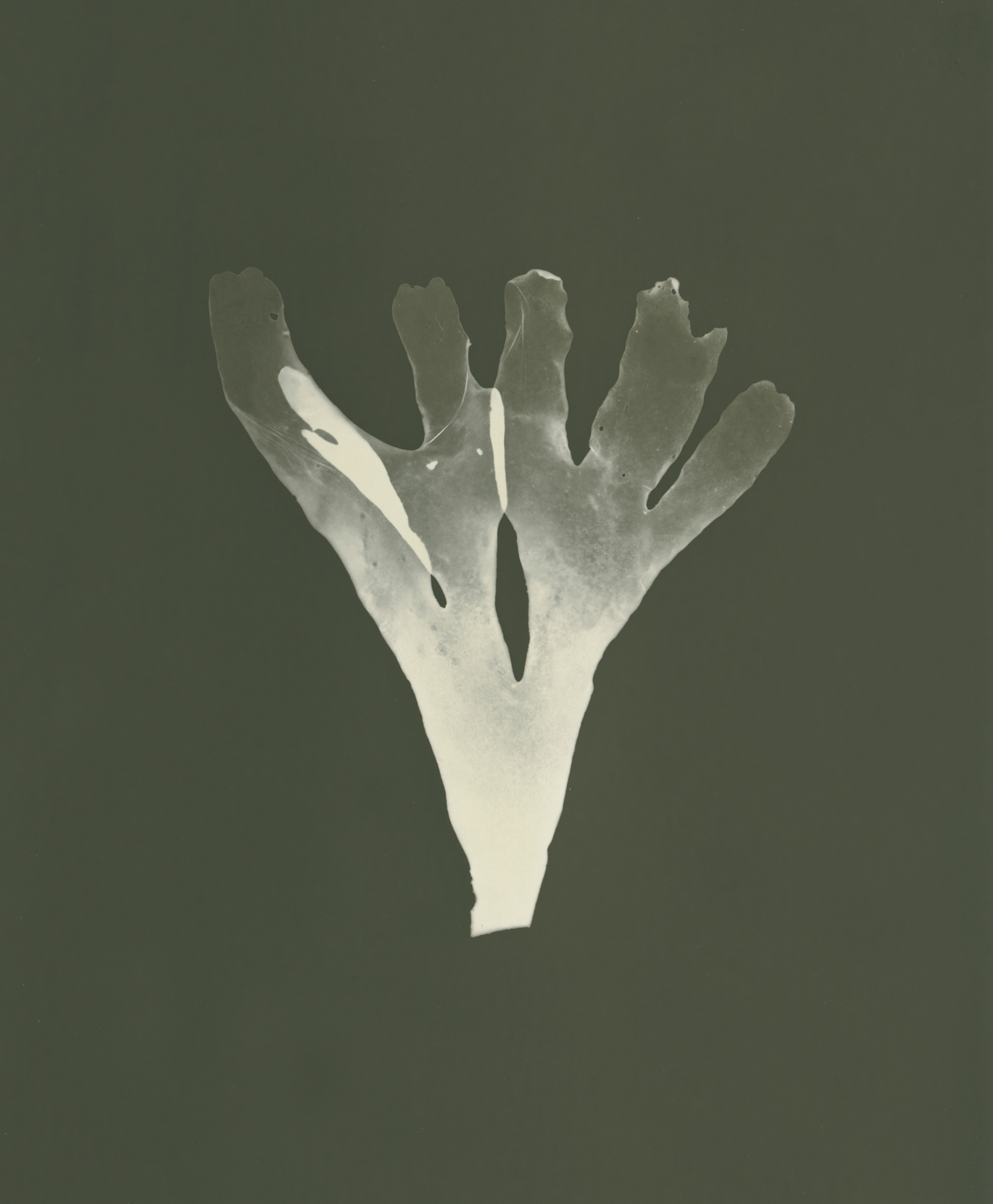 Dulse (Palmaria palmata)