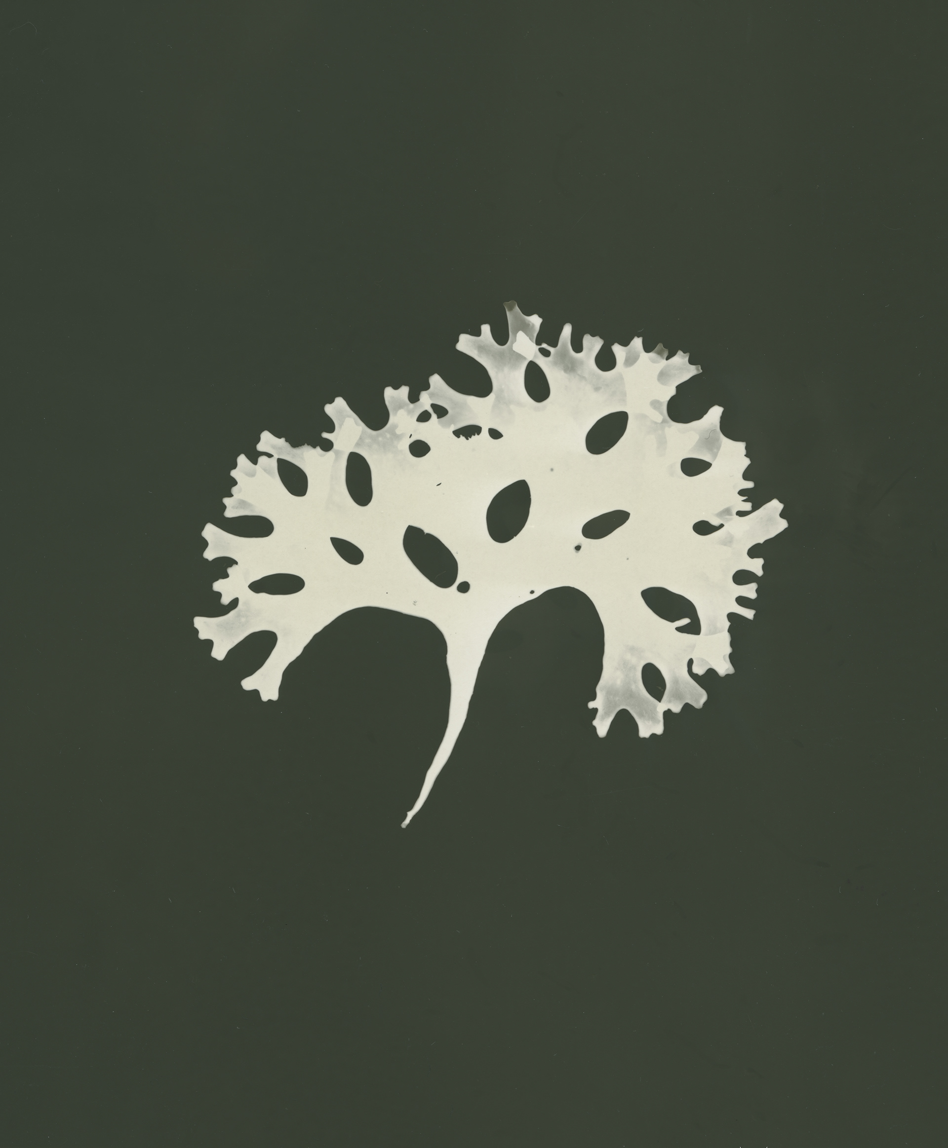 Irish moss (Chondrus crispus)