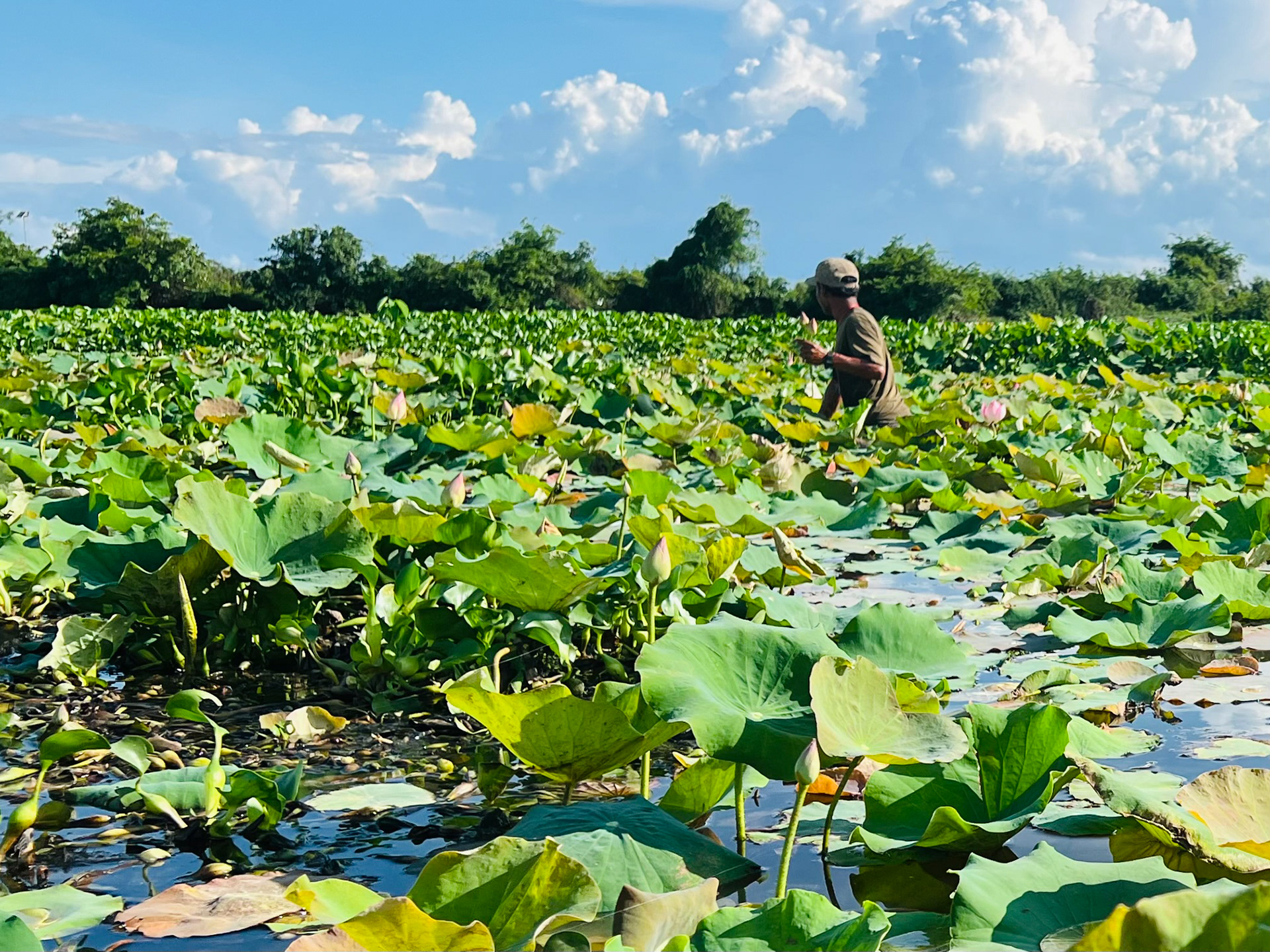 Harvesting the lotus.