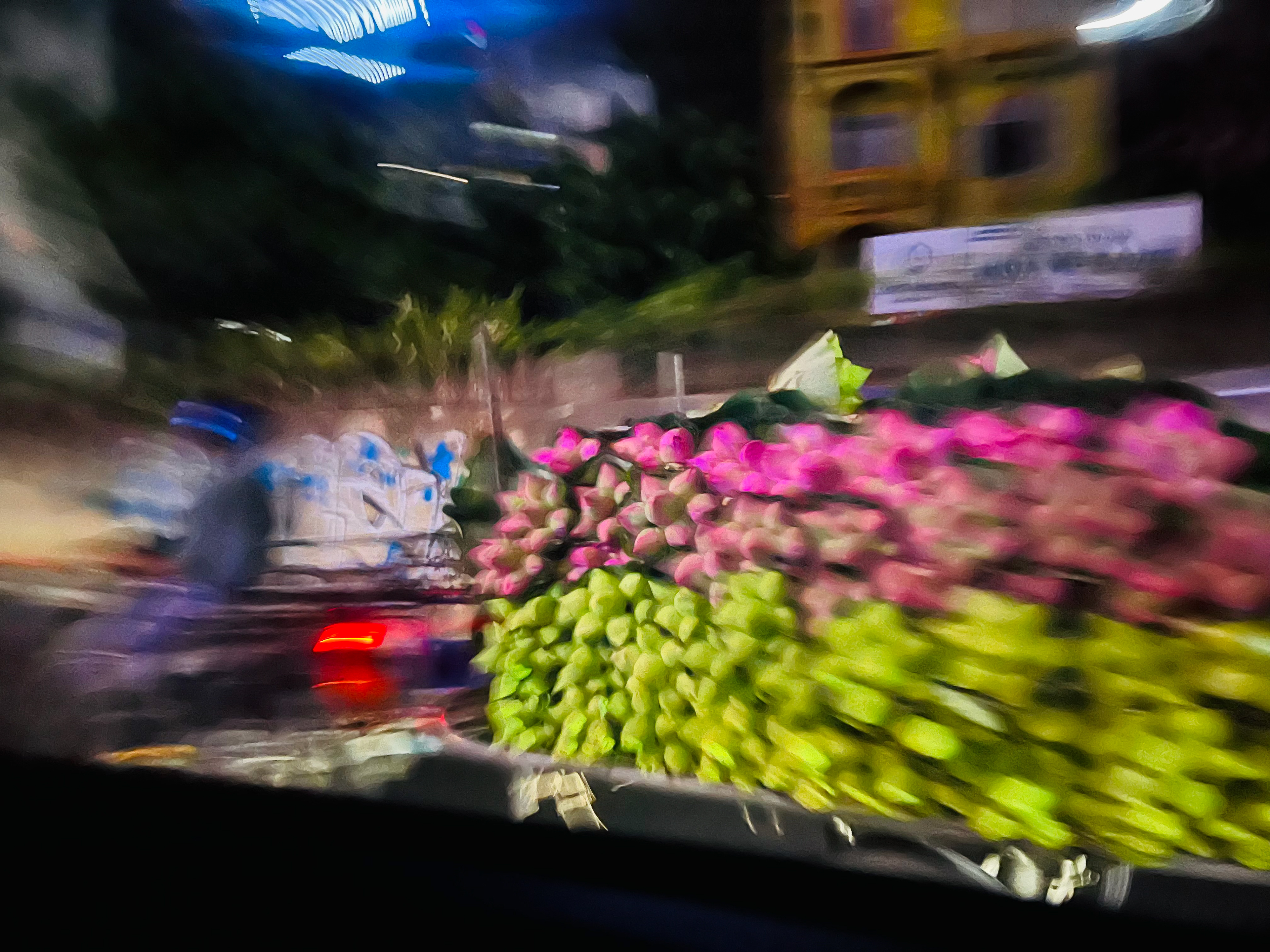 Lotus on the back of a moped, being delivered to a flower market. Vietnam.