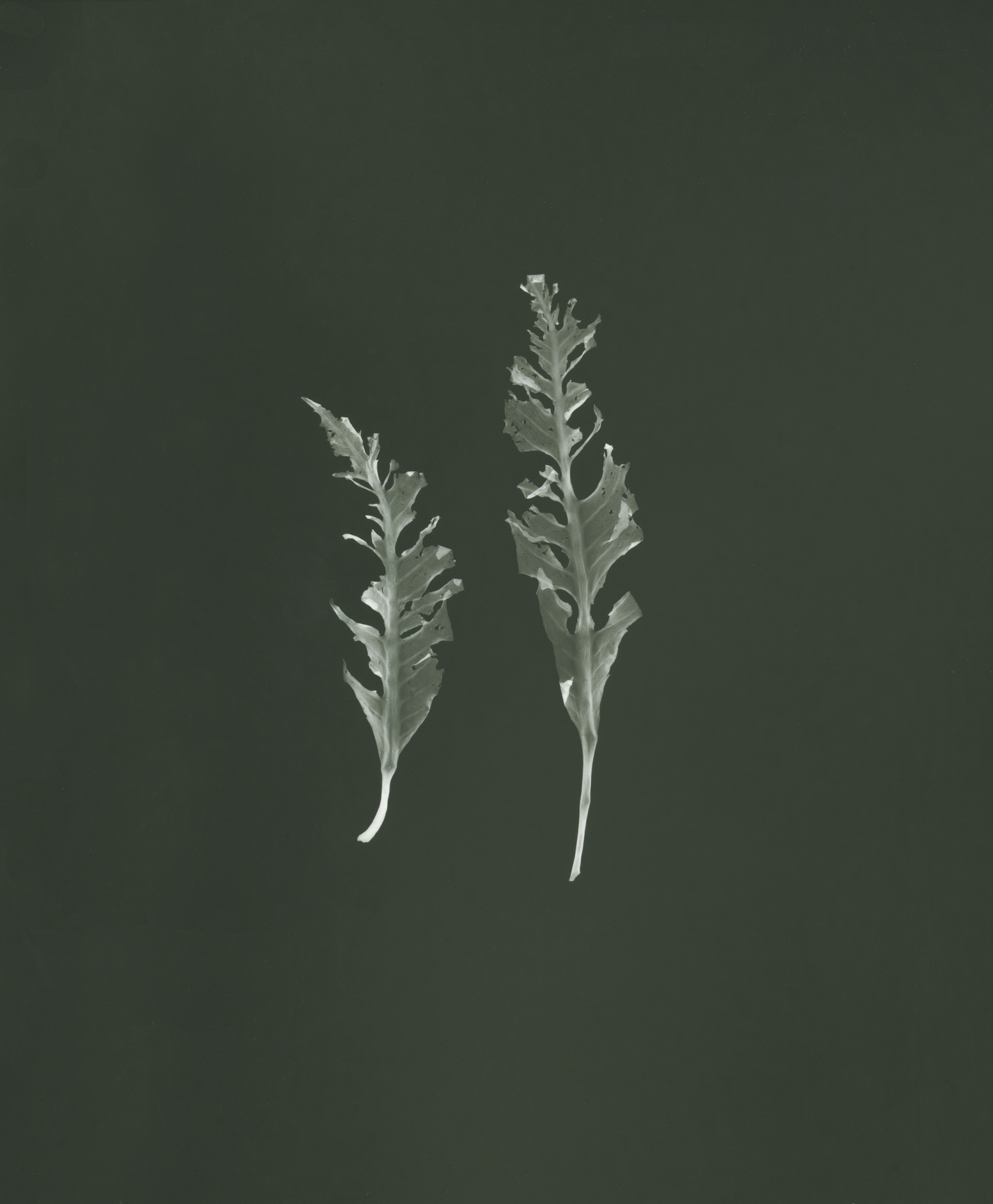 Sea oak (Phycodrys rubens)