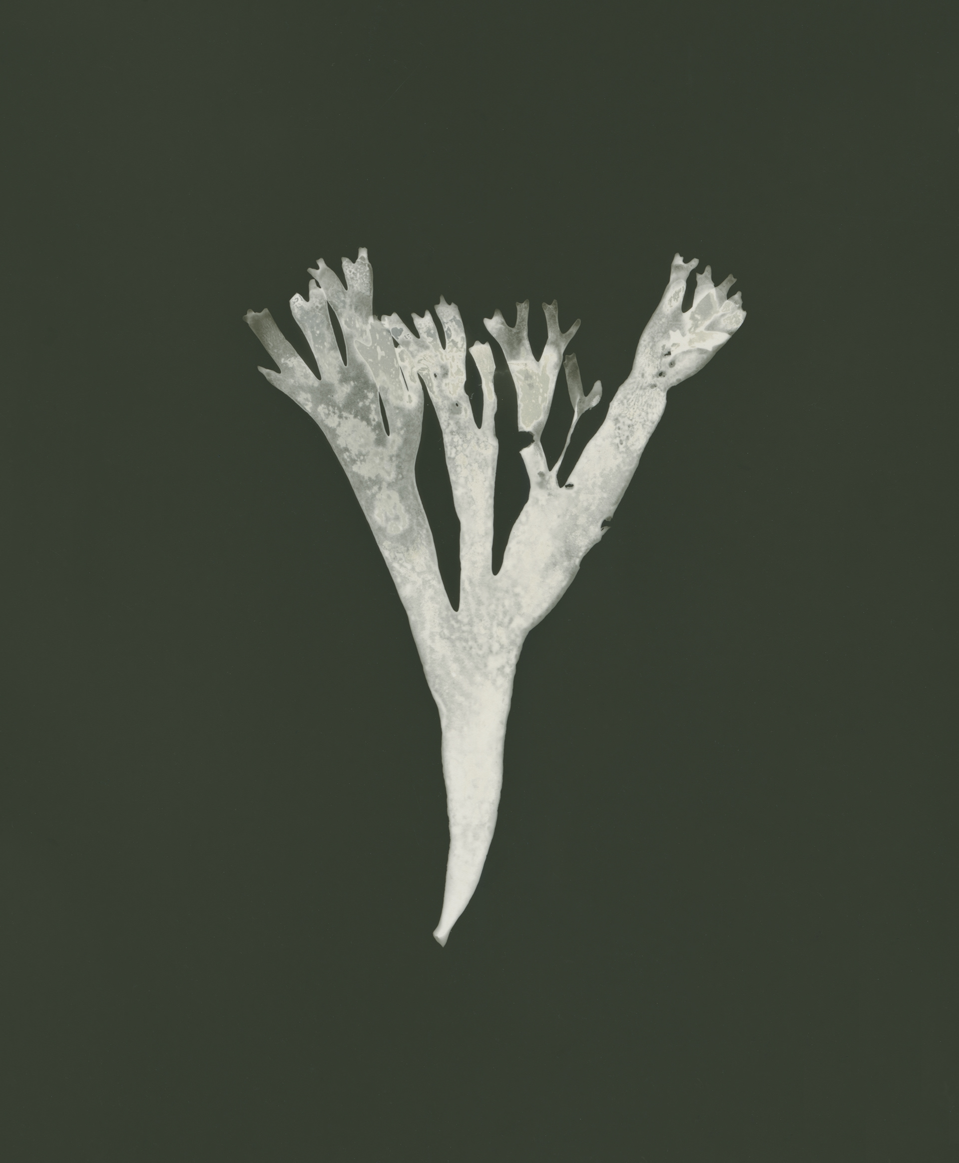 Cleaved wart weed (Gracilaria multipartita)