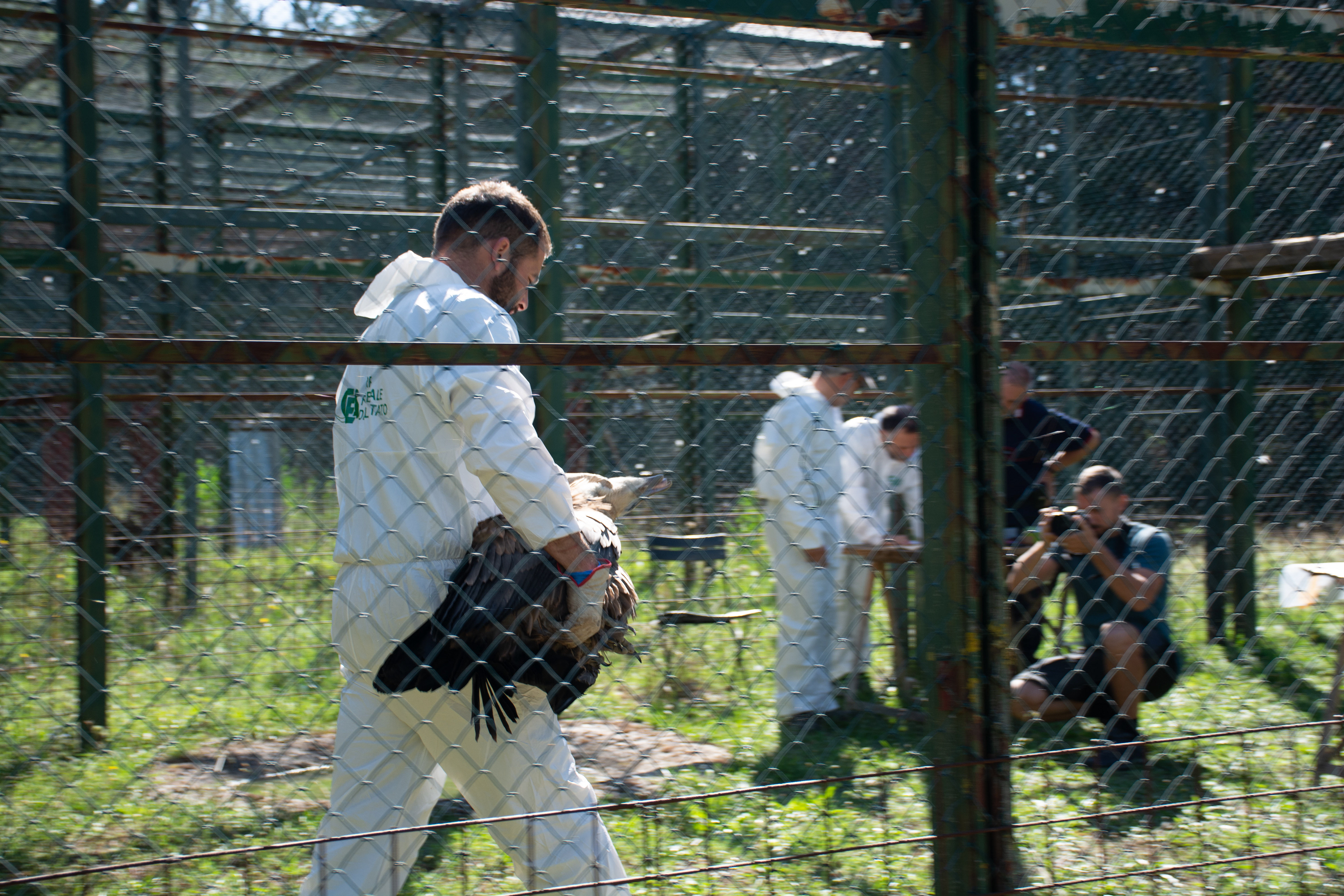 GPS tagging the Griffon Vultures ready for re-release.