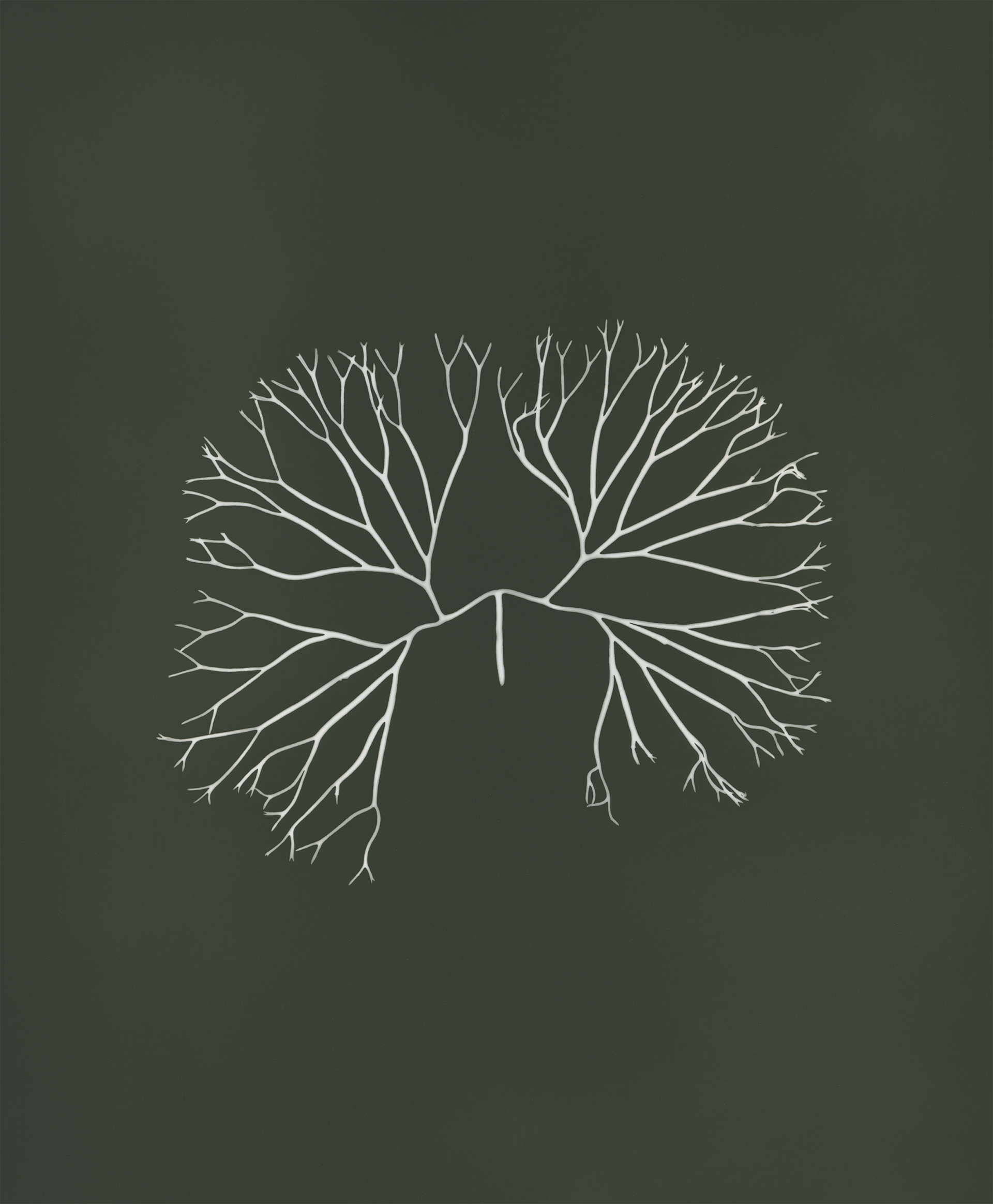 Clawed fork weed (Furcellaria lumbricalis) - Seaweed can be used to make bioplastics. A 100% biodegradable material that can replace single-use plastics. Current products provide solutions for many everyday applications, including food containers, oil pipettes, dissolving liquid pods and packaging films. To replace all single-use plastic with seaweed, only 0.066% of the ocean would be needed - an amount well within the range for maintaining ocean health.