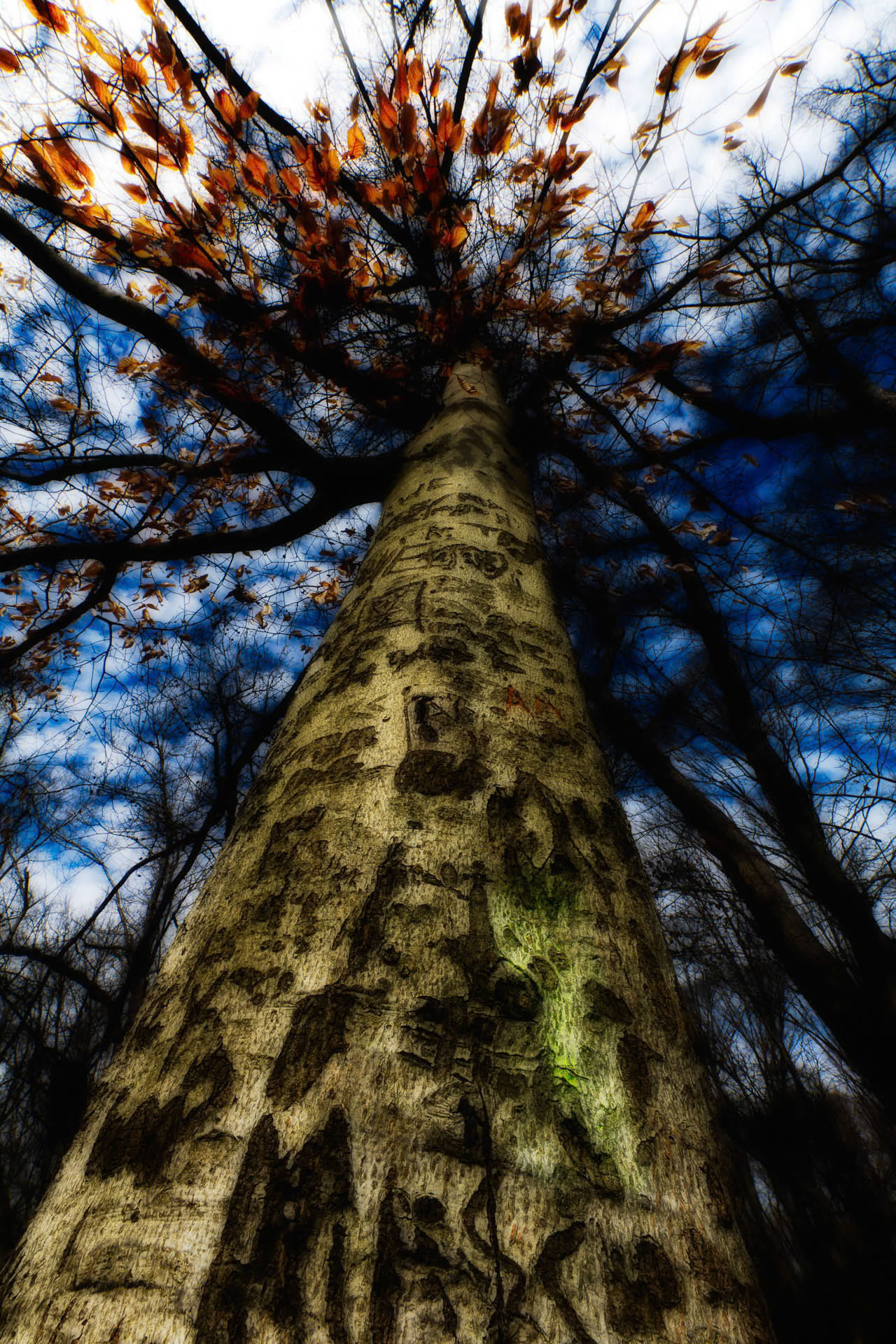 Spooky tree on Theodore Roosevelt Island
