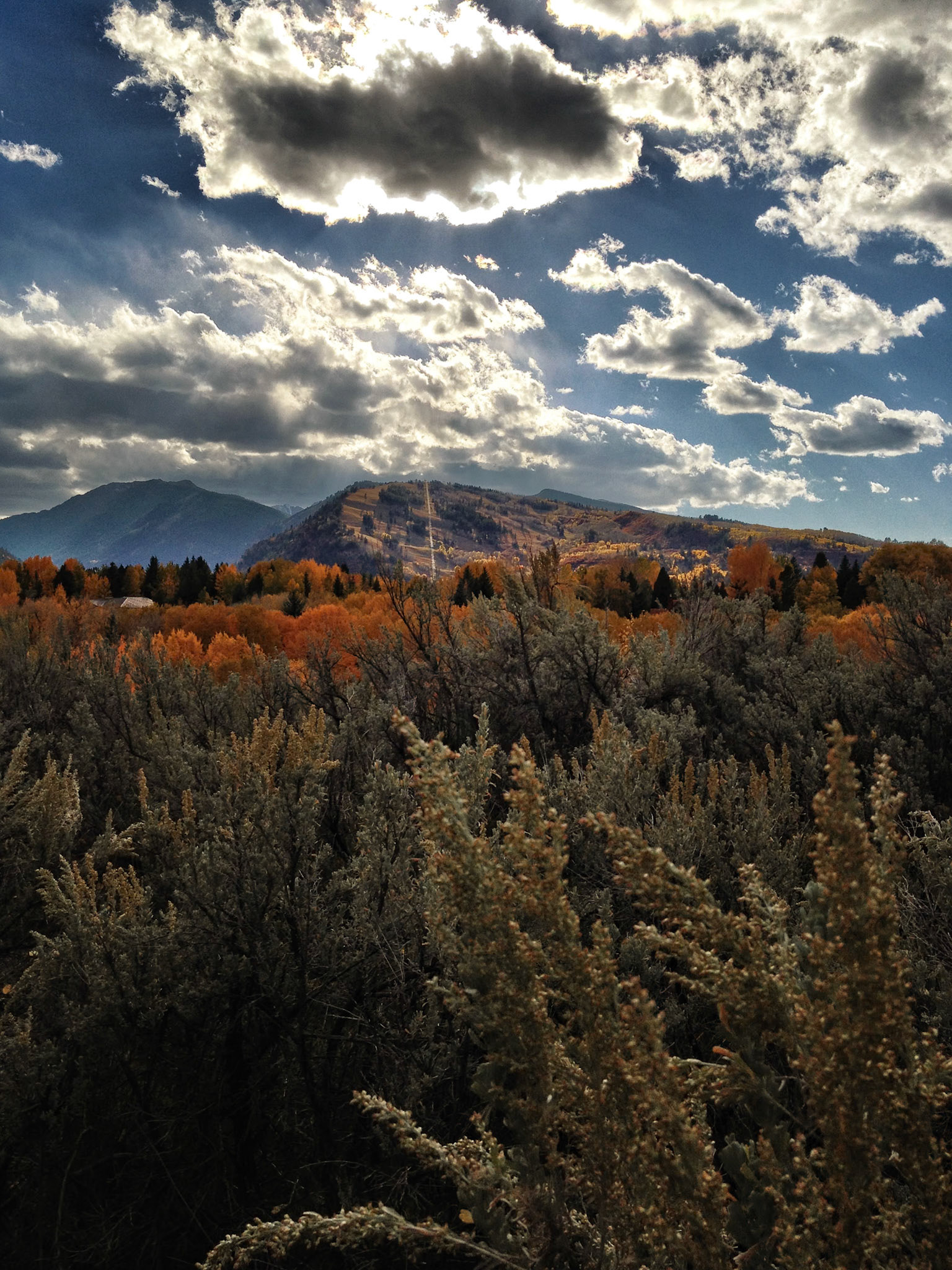 Mountain sage field