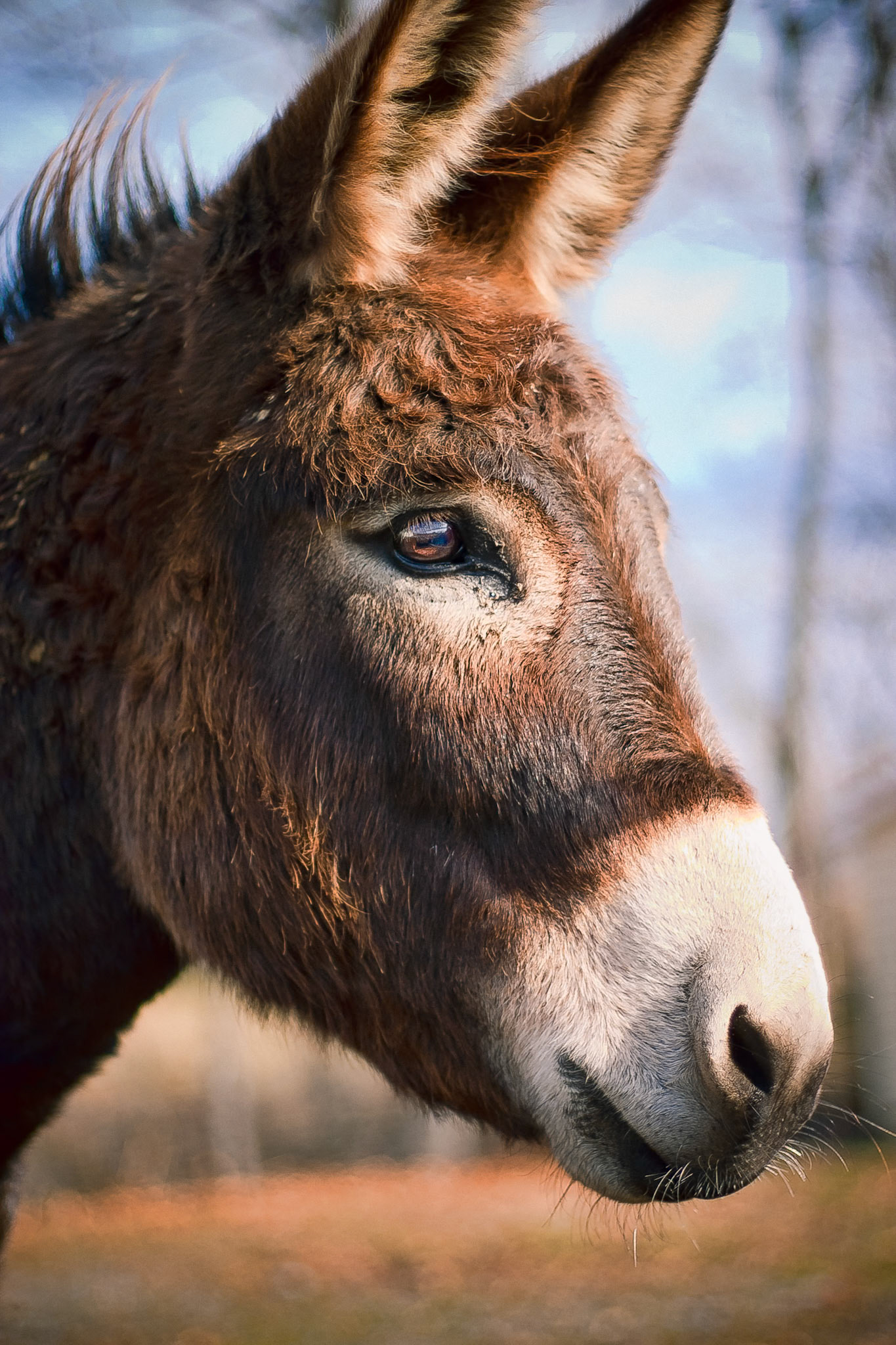 Dutch the Donkey