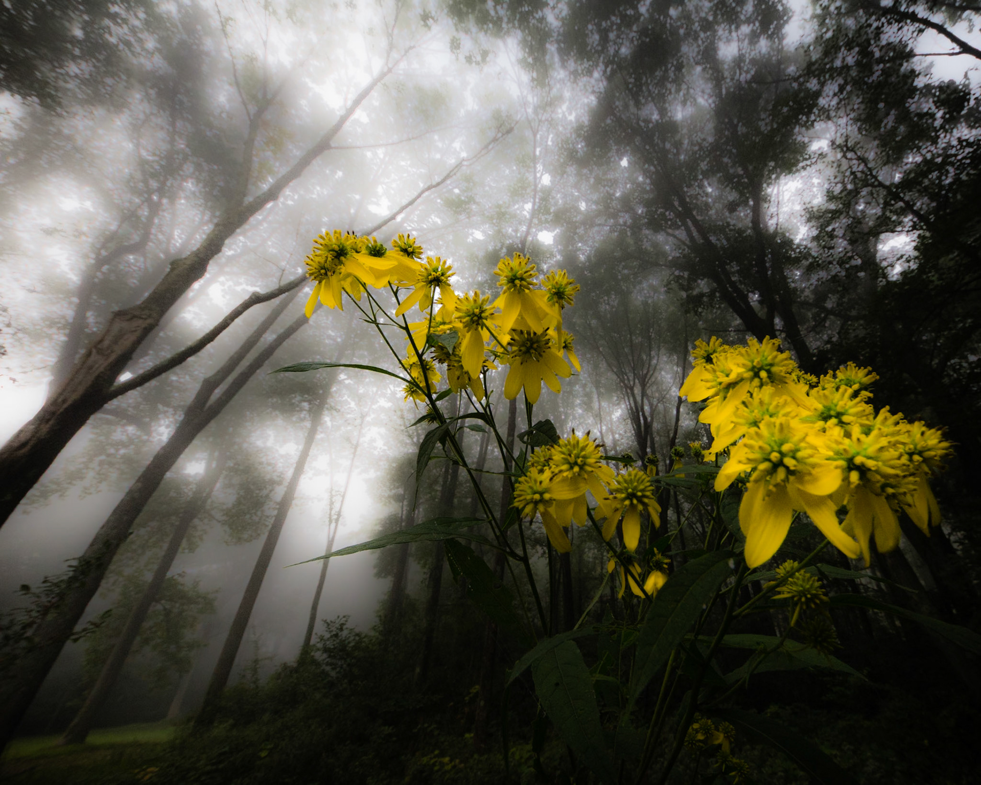 Hope Springs Eternal