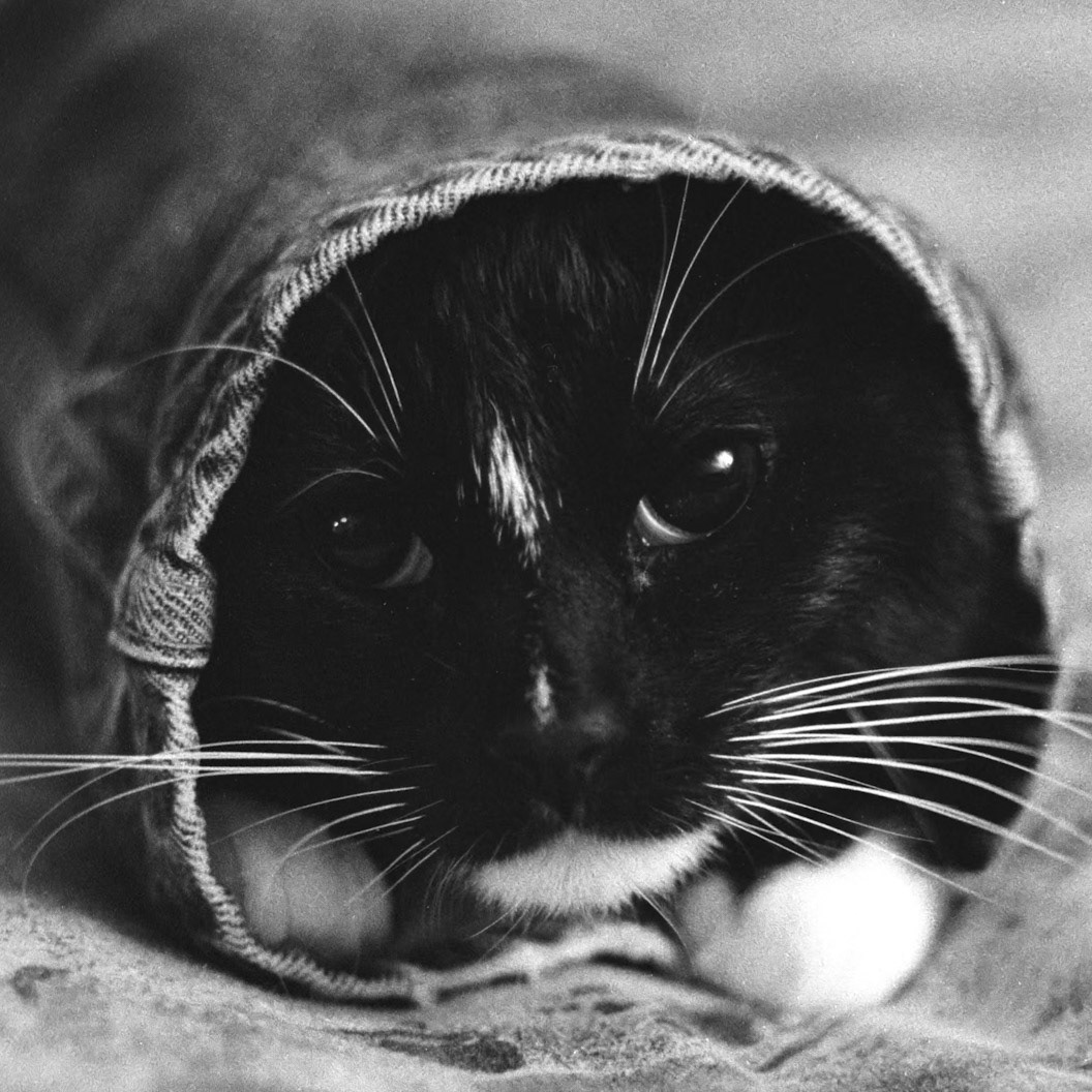 Ollie the cat loved climbing into pants legs.  Unfortunately, this one was a little too narrow to complete the journey.