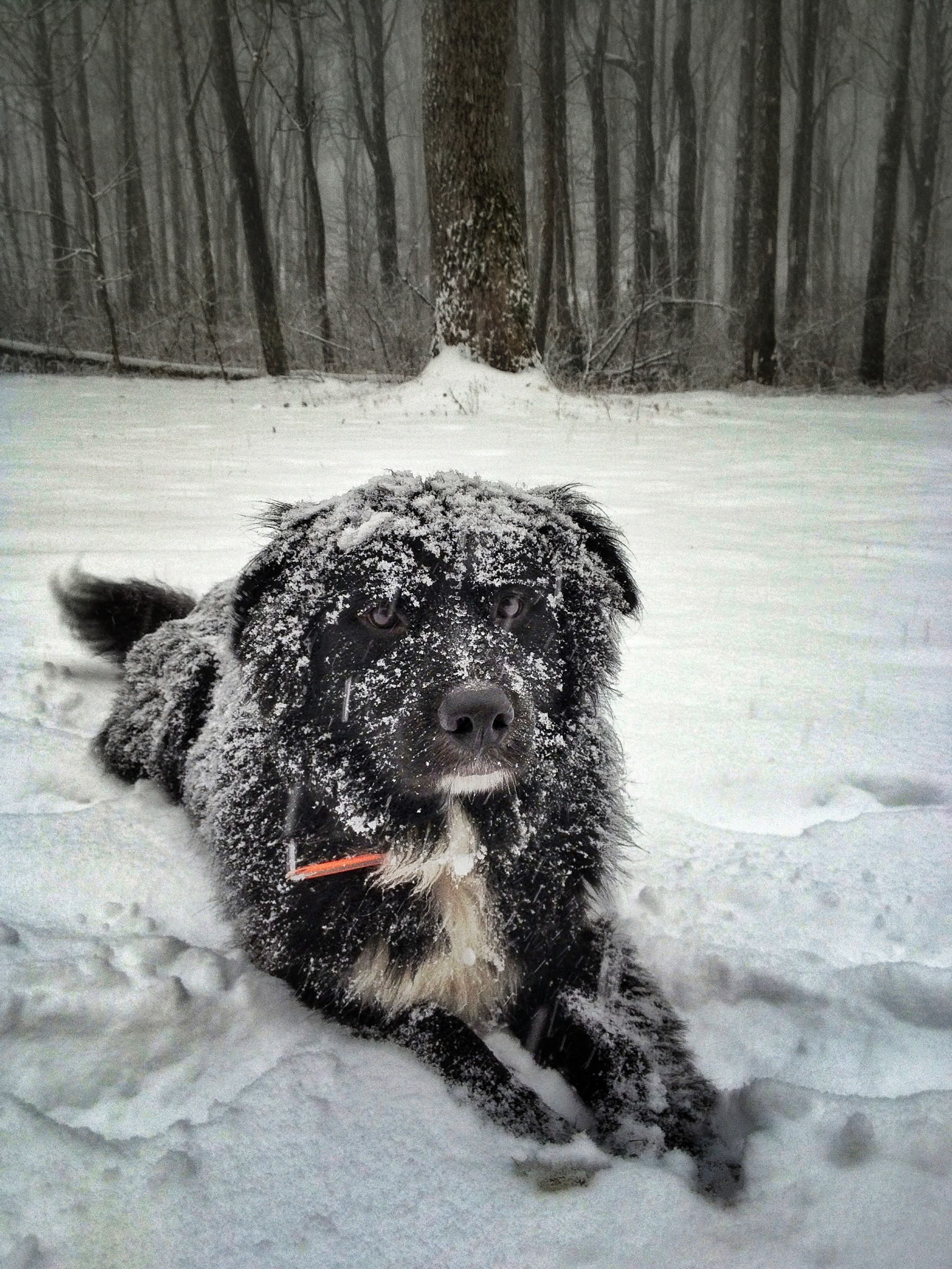 Snow Dog