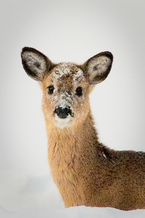 The whole deer family (Daddy, Mommy and Baby) were at the edge of the woods looking for food after the big snow storm. We had manged to manhandle some corn to the front yard, but all the deer were scared to go get it. Finally, the Baby was the only only one brave enough to go for it.