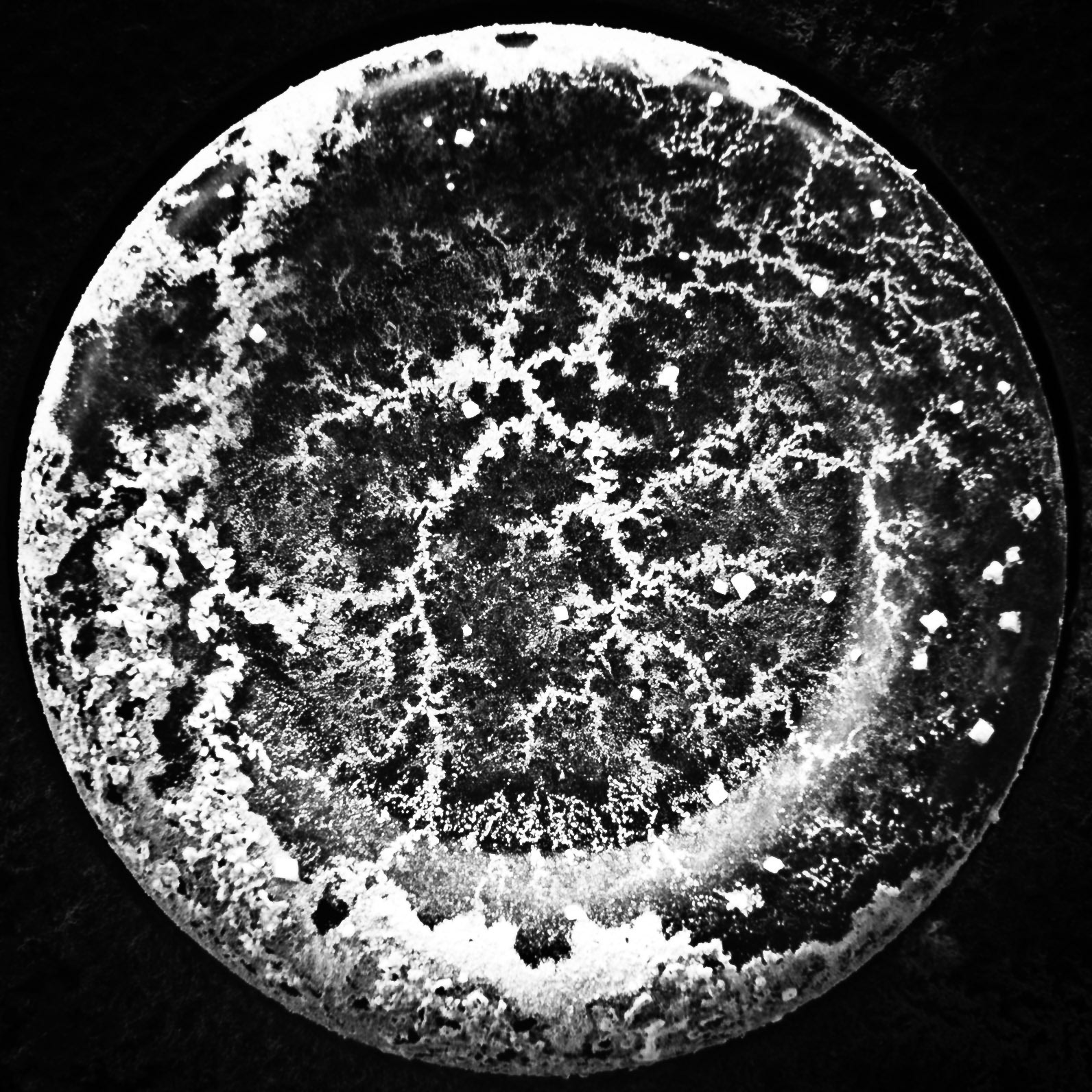 Luna Salis