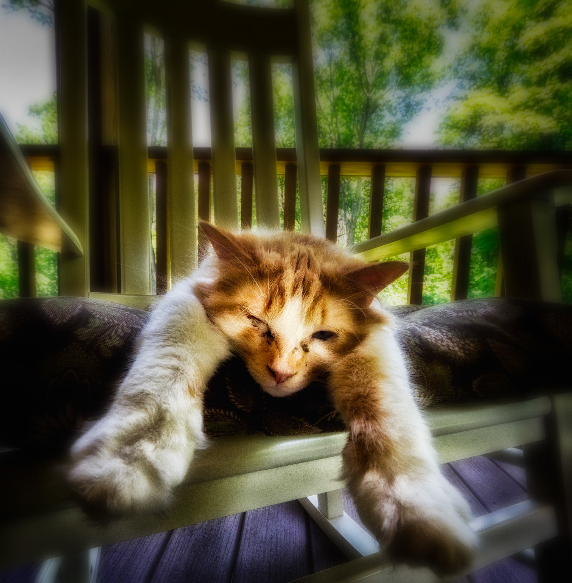 Meow…Brains…Meow