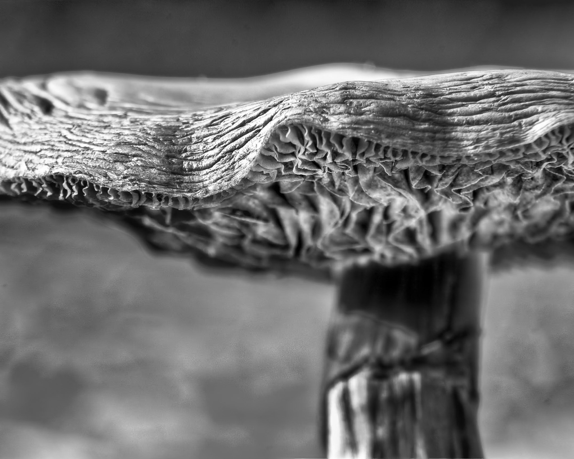 Magic Mushroom