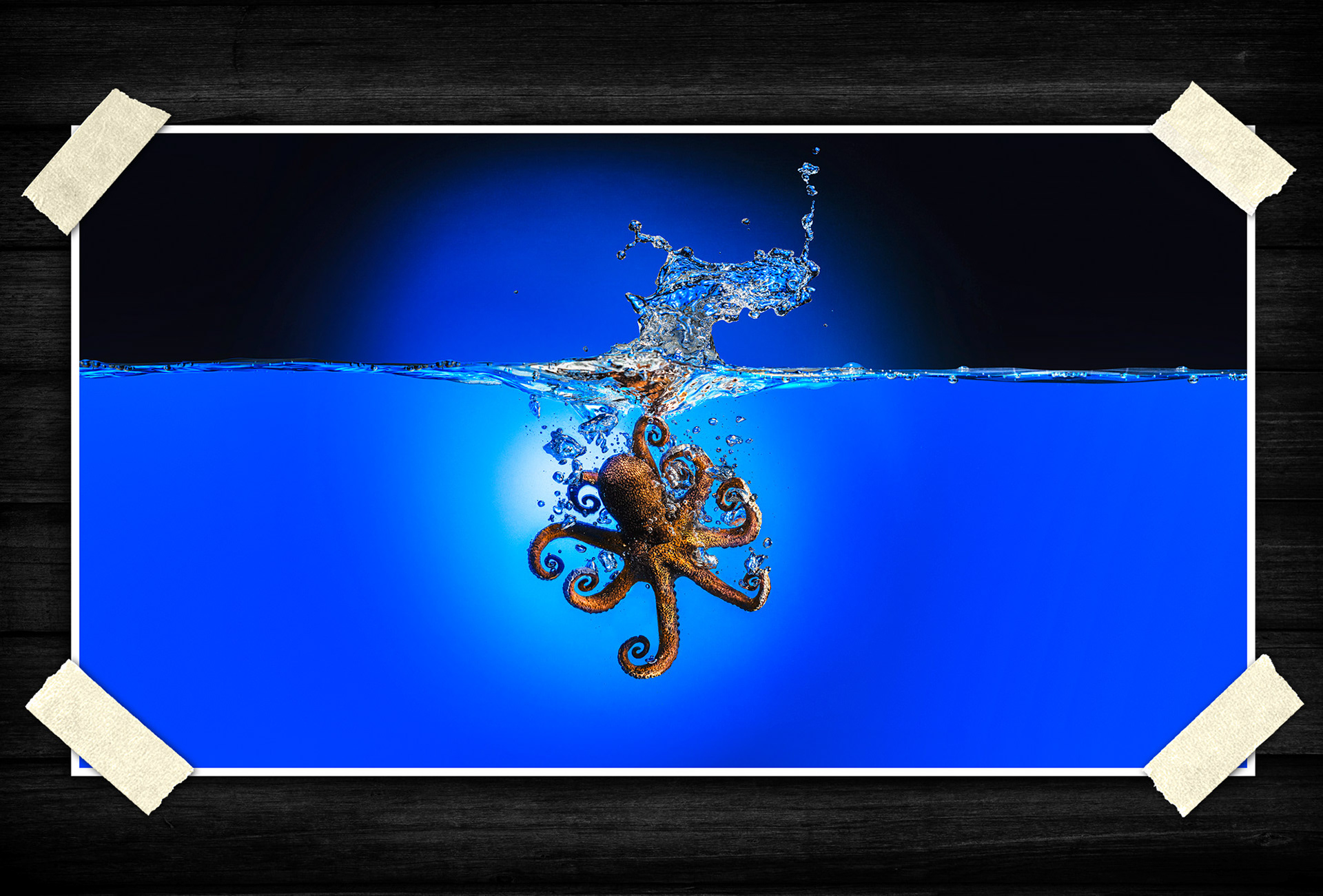 A dance of mystery and fluid motion, where curiosity, intelligence, and the hidden rhythms of the deep emerge from the silence.