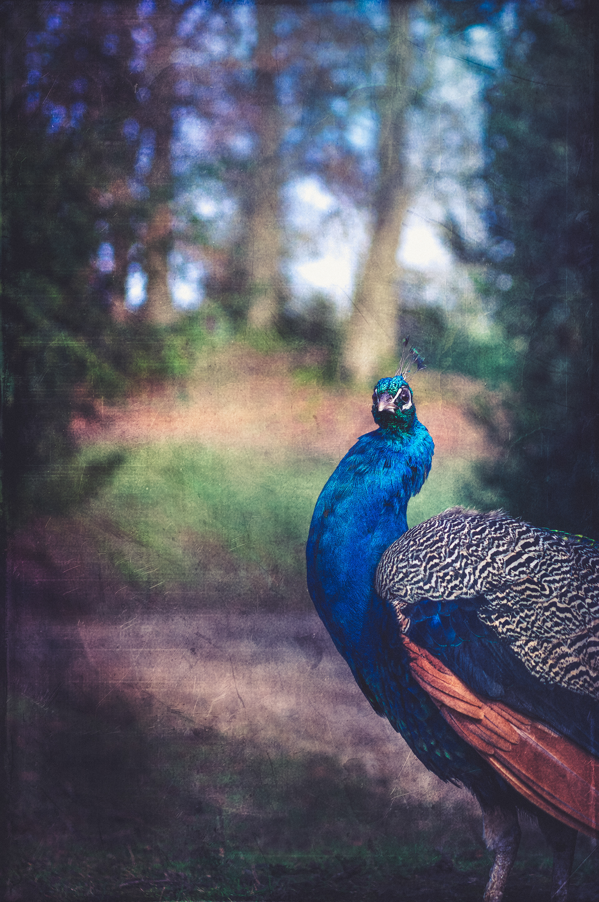 27- Paon bleu
