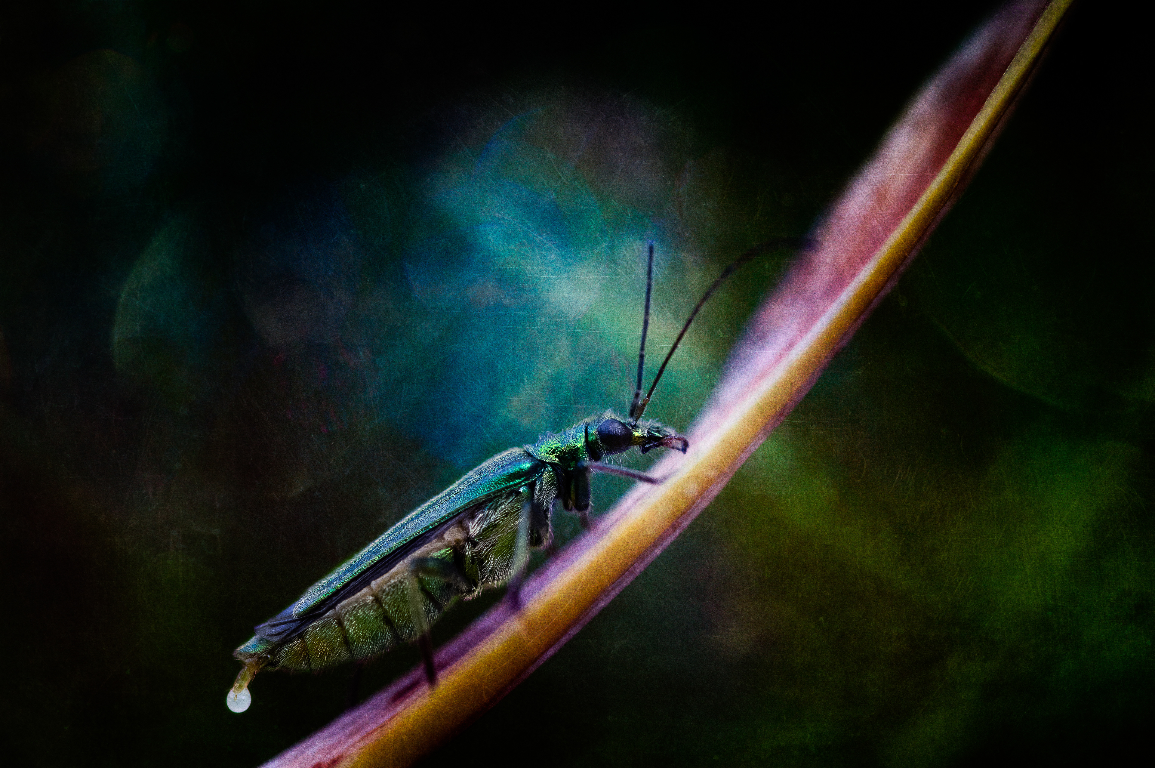 60- Insecte