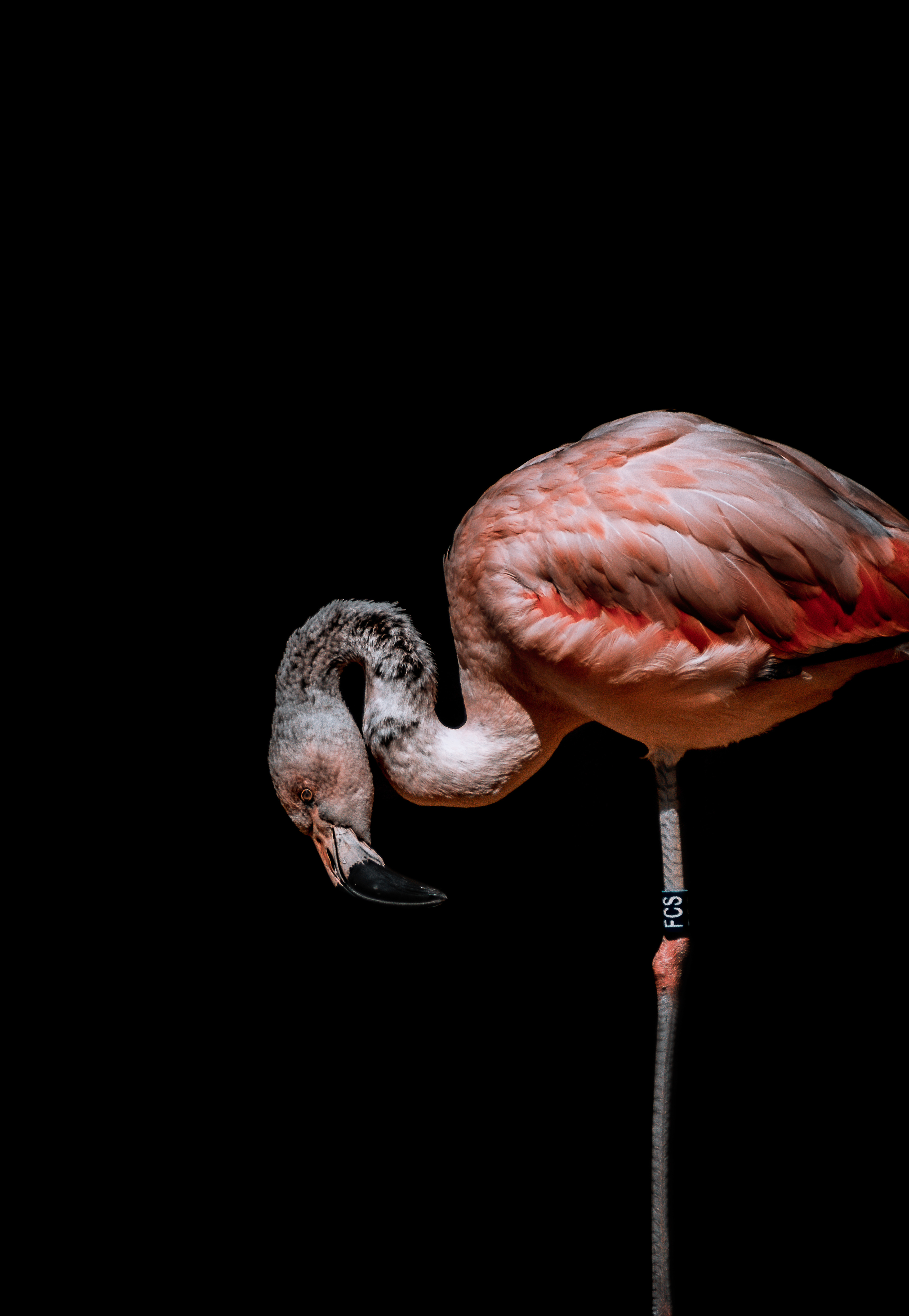28- Flamant rose