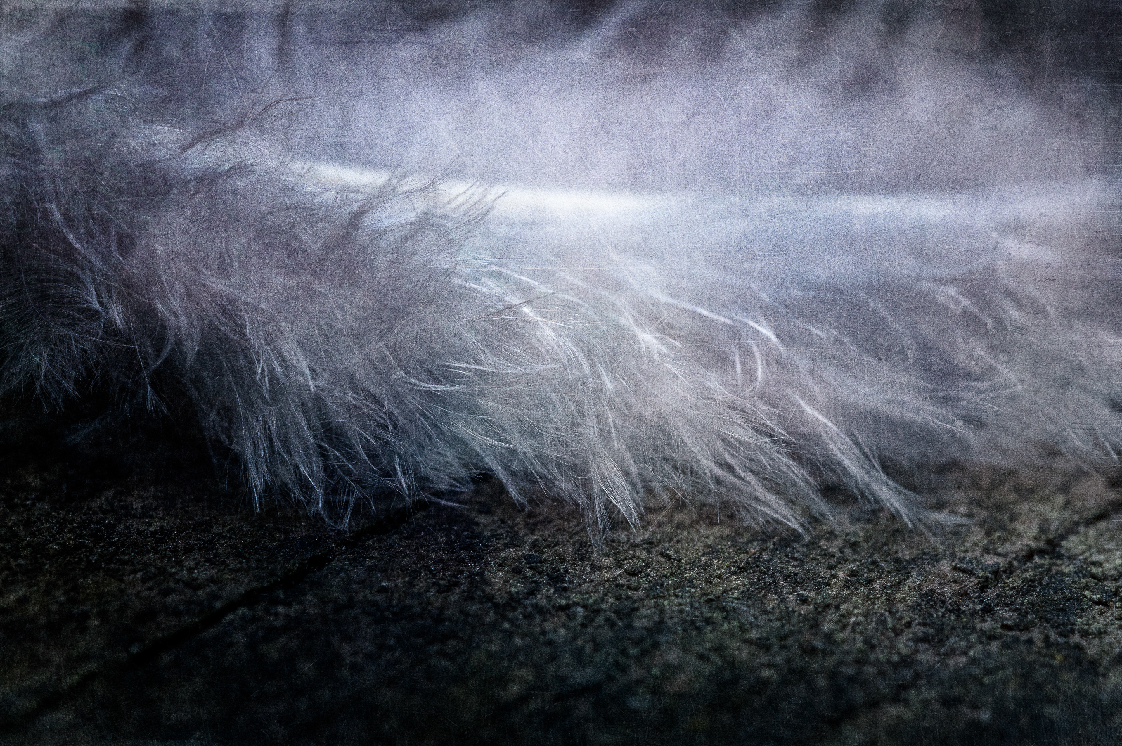 31- Plume