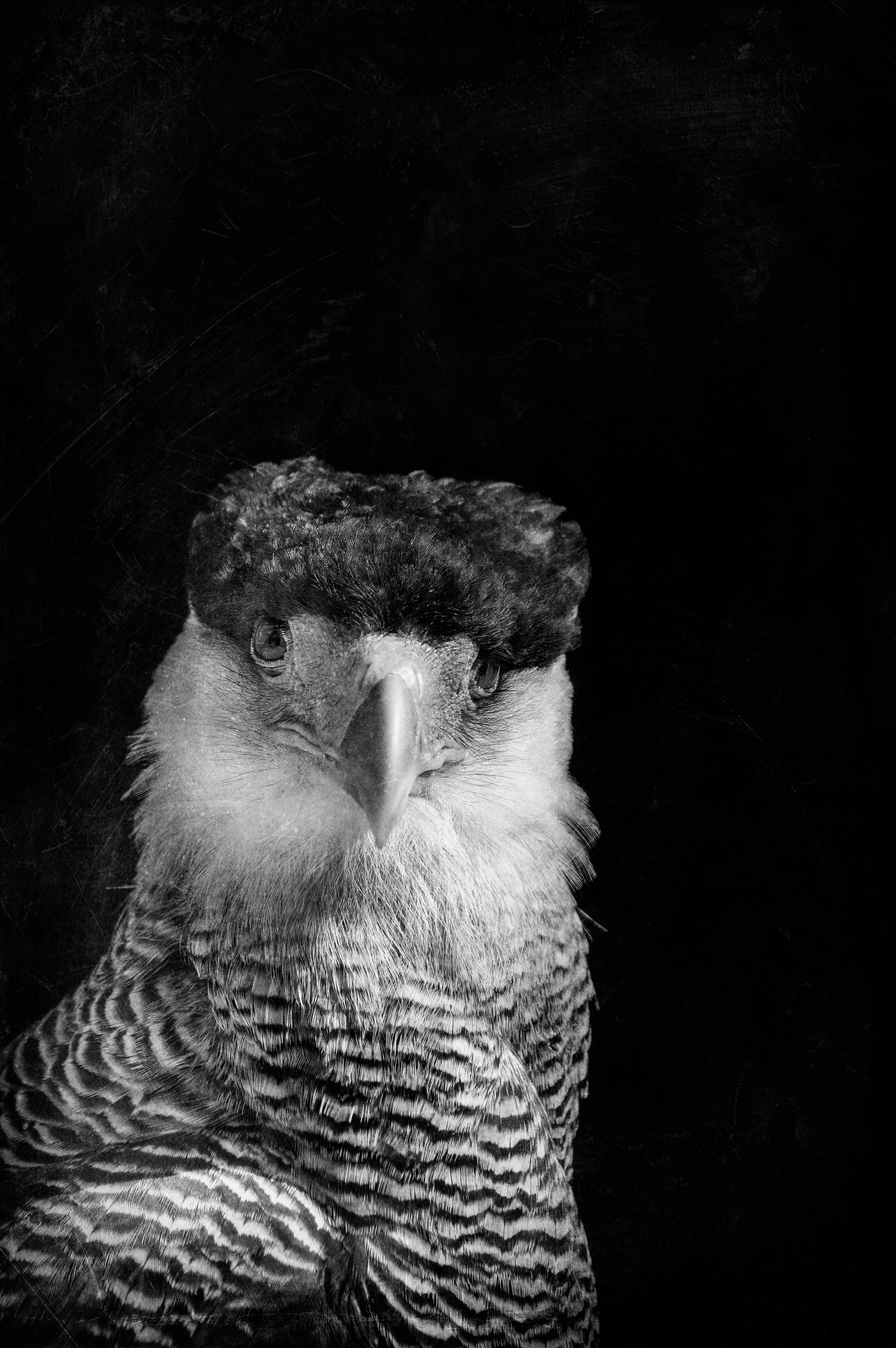 120- a - Caracara Huppé nb texture
