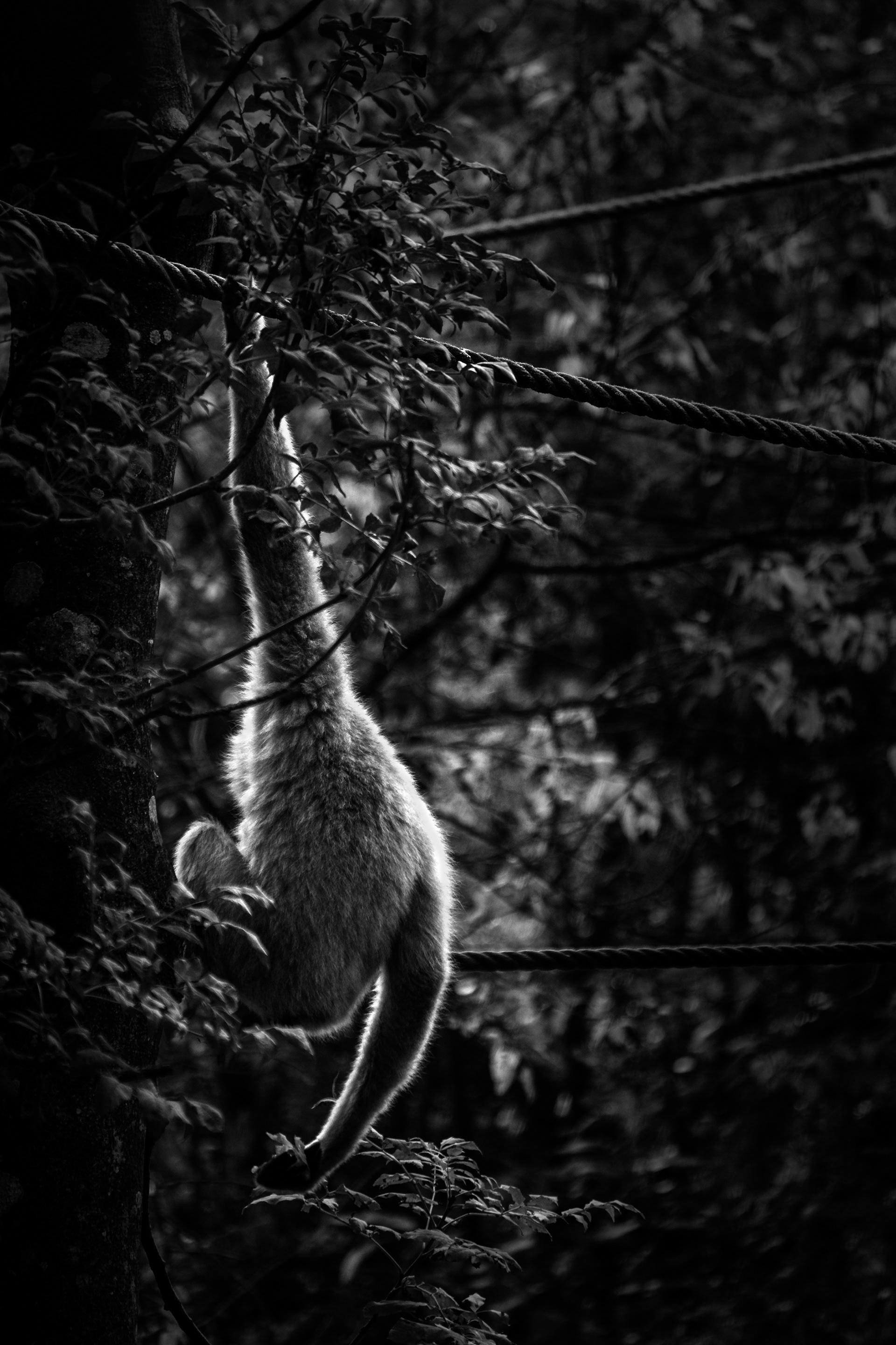 235 - Gibbon