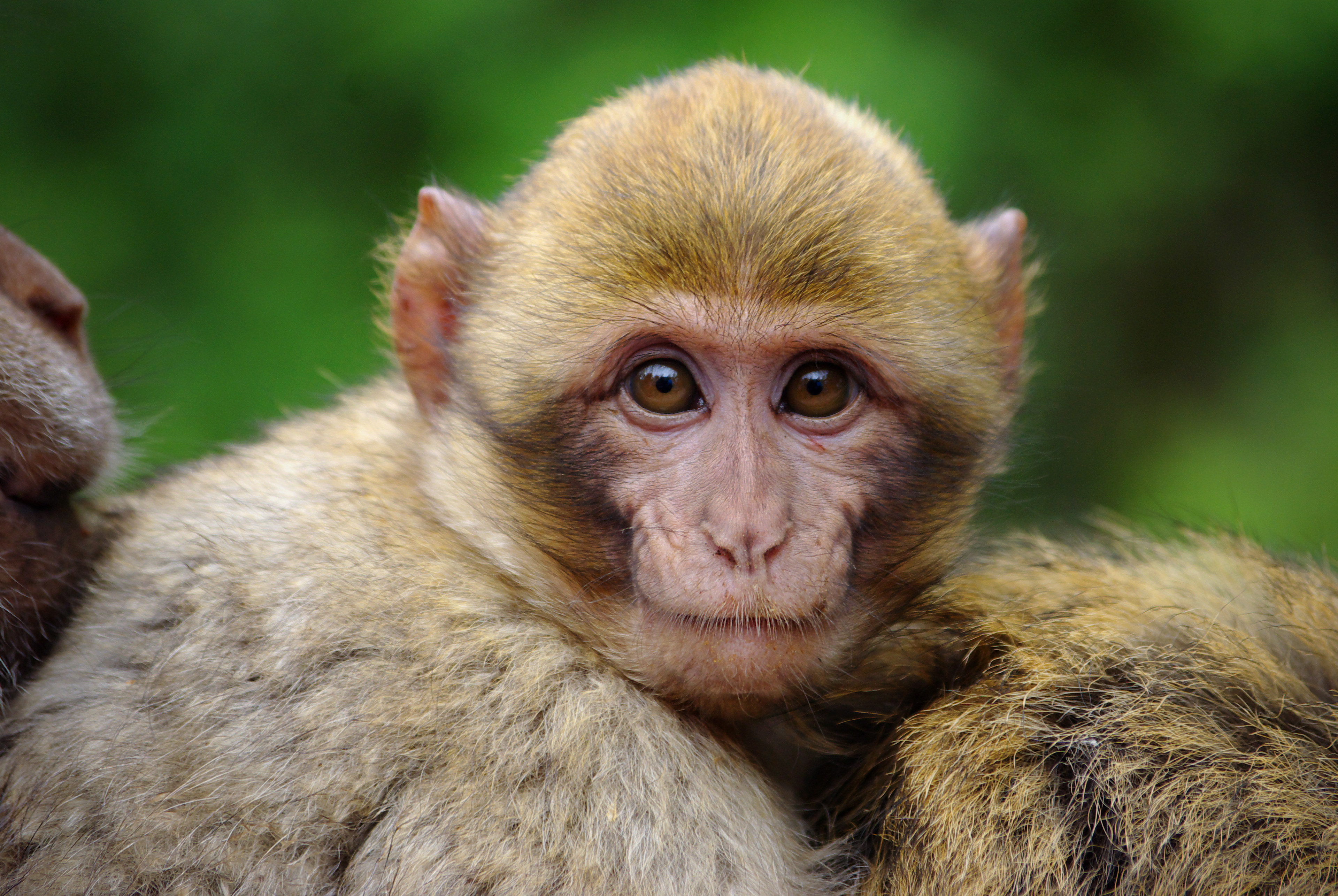 87- Macaque de Barbarie