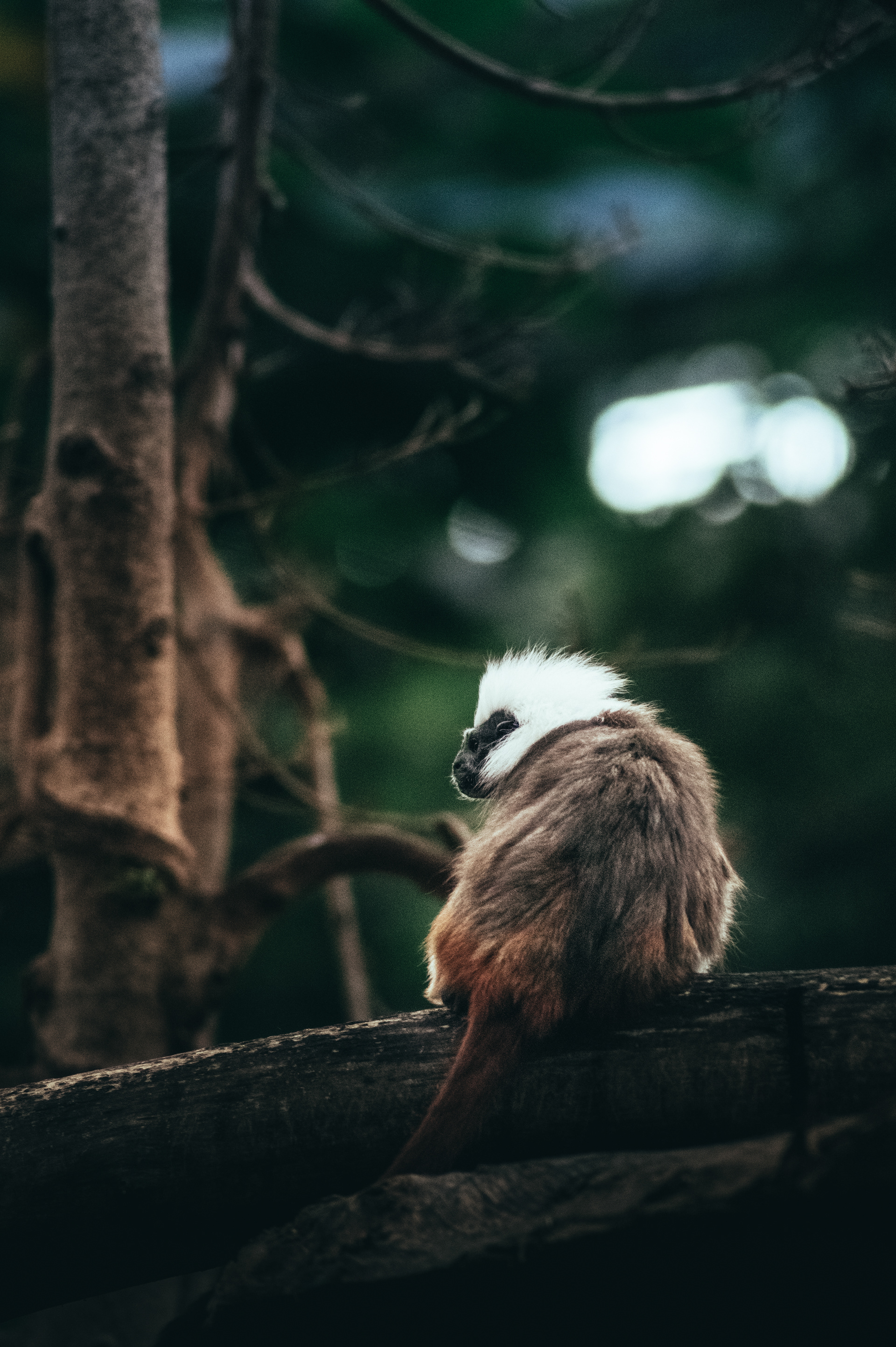 71- Tamarin Pinché