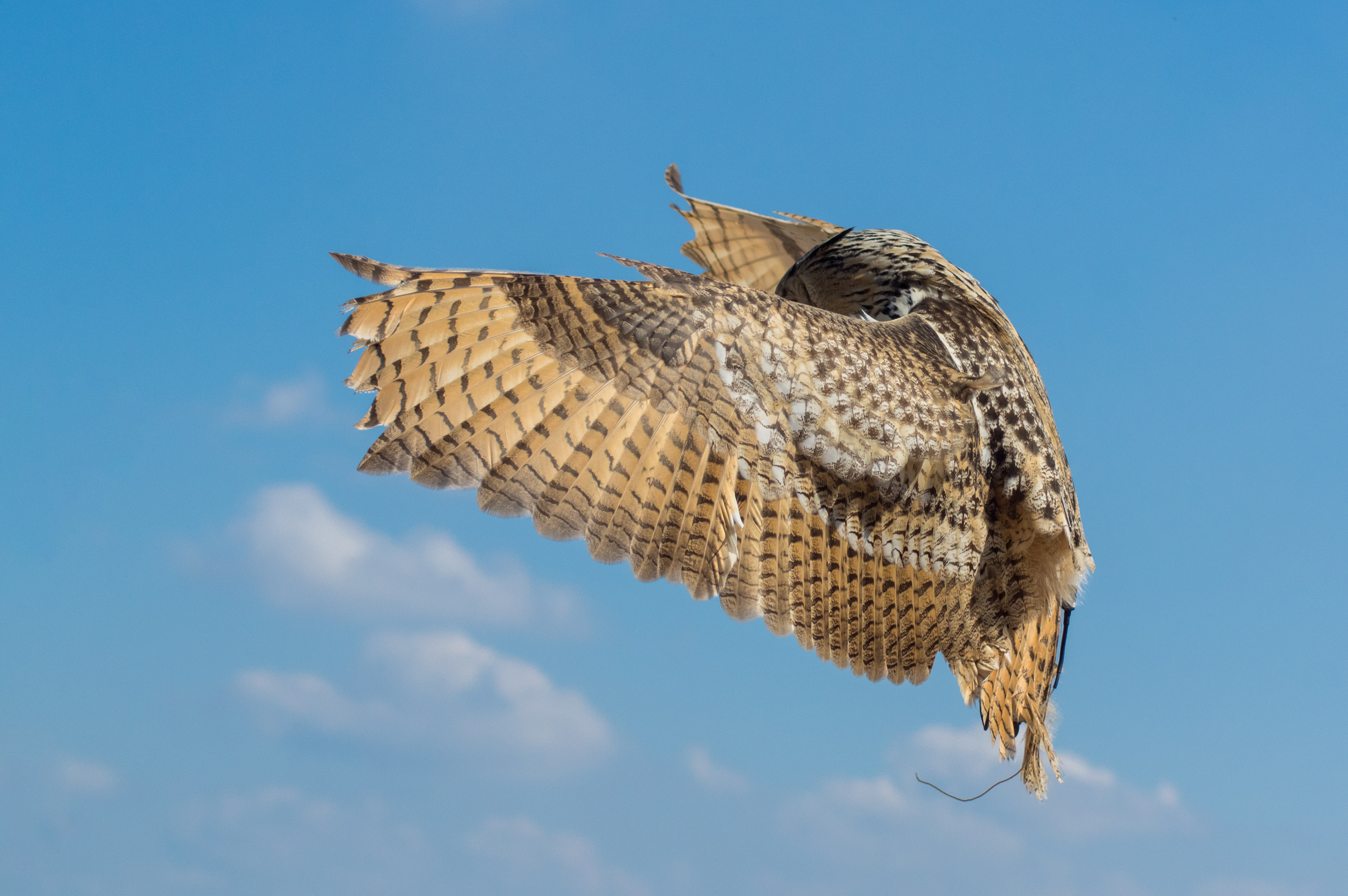 77- Hibou