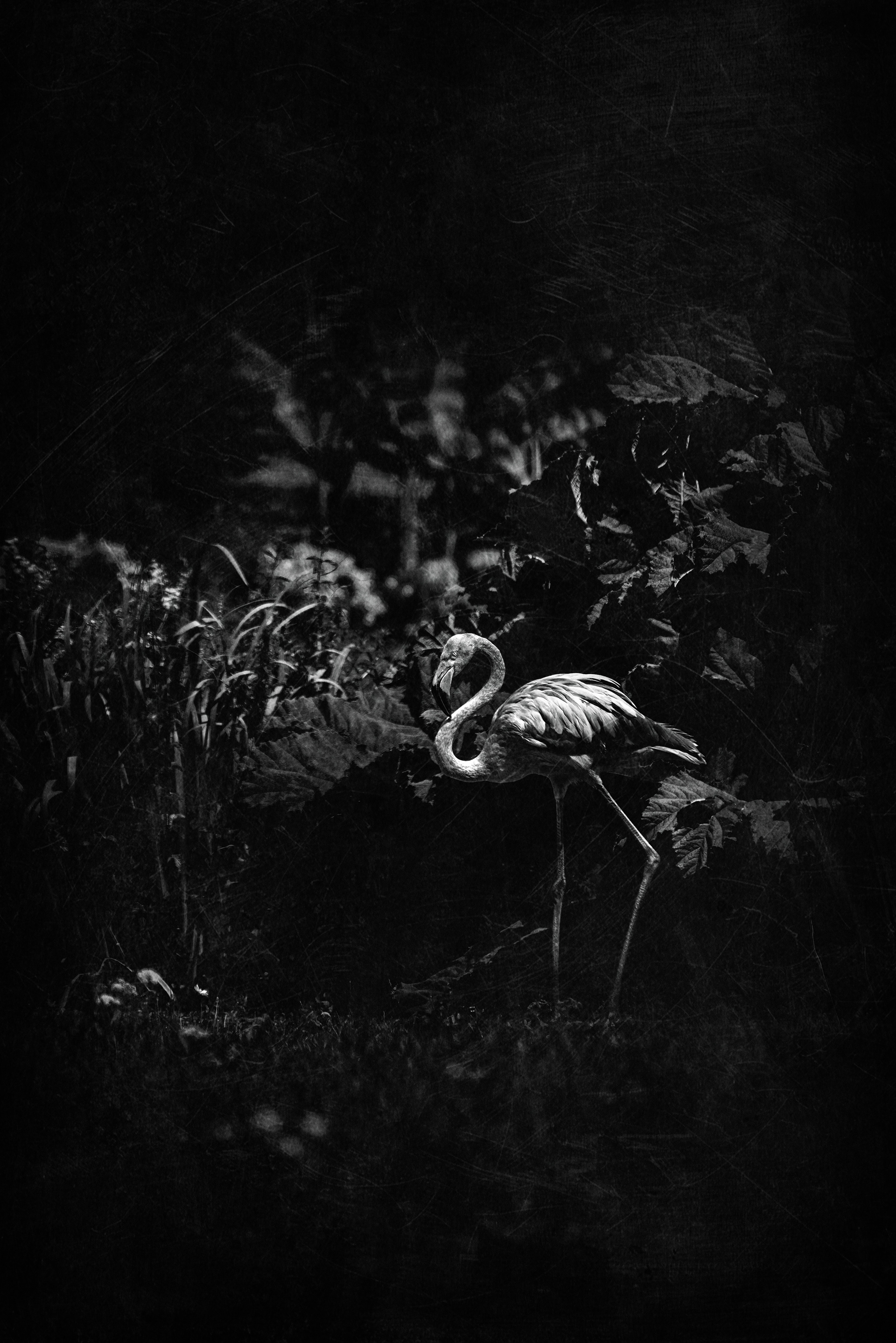 226 - Flamant de Cuba