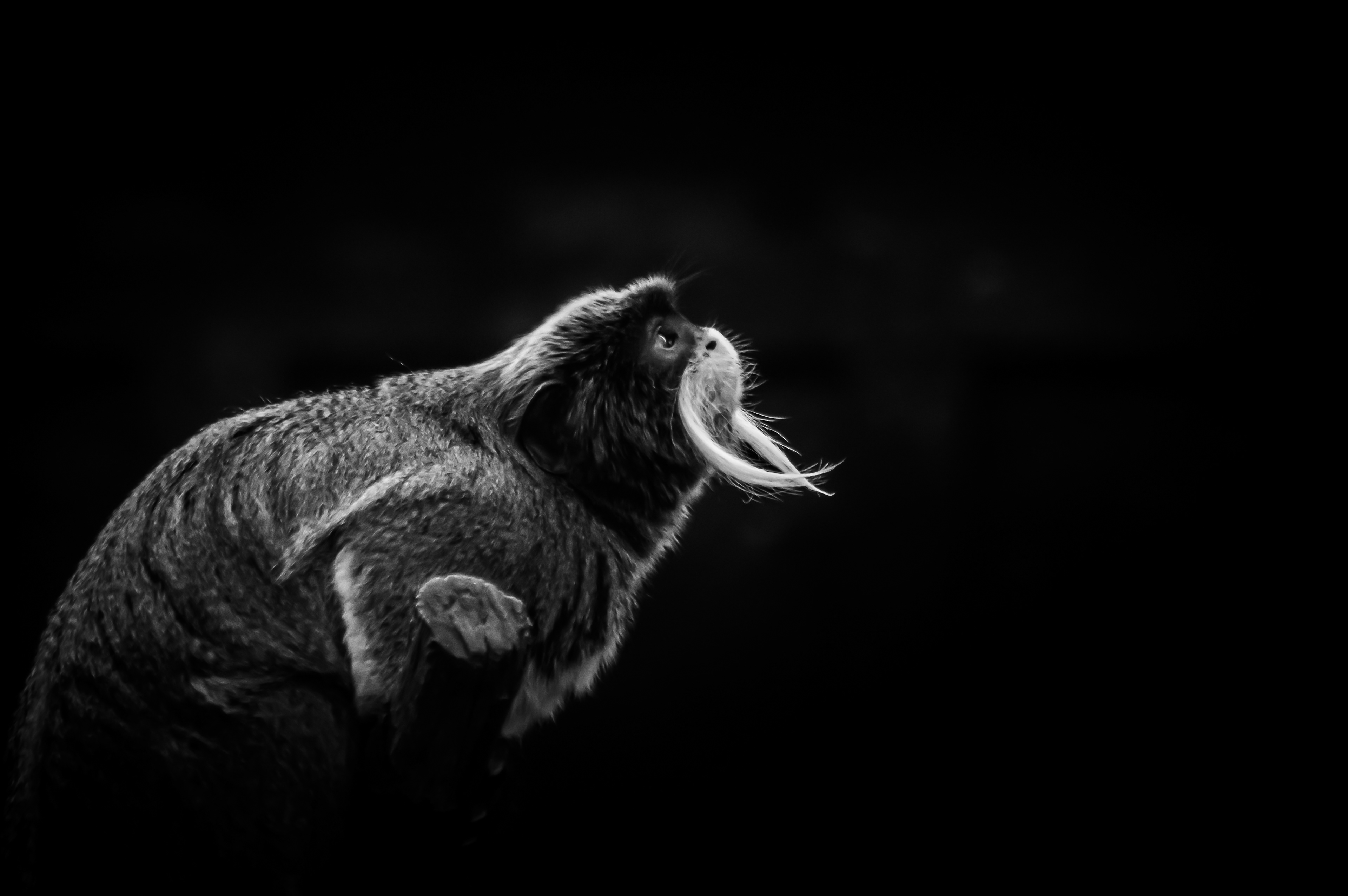 70- Tamarin Empereur