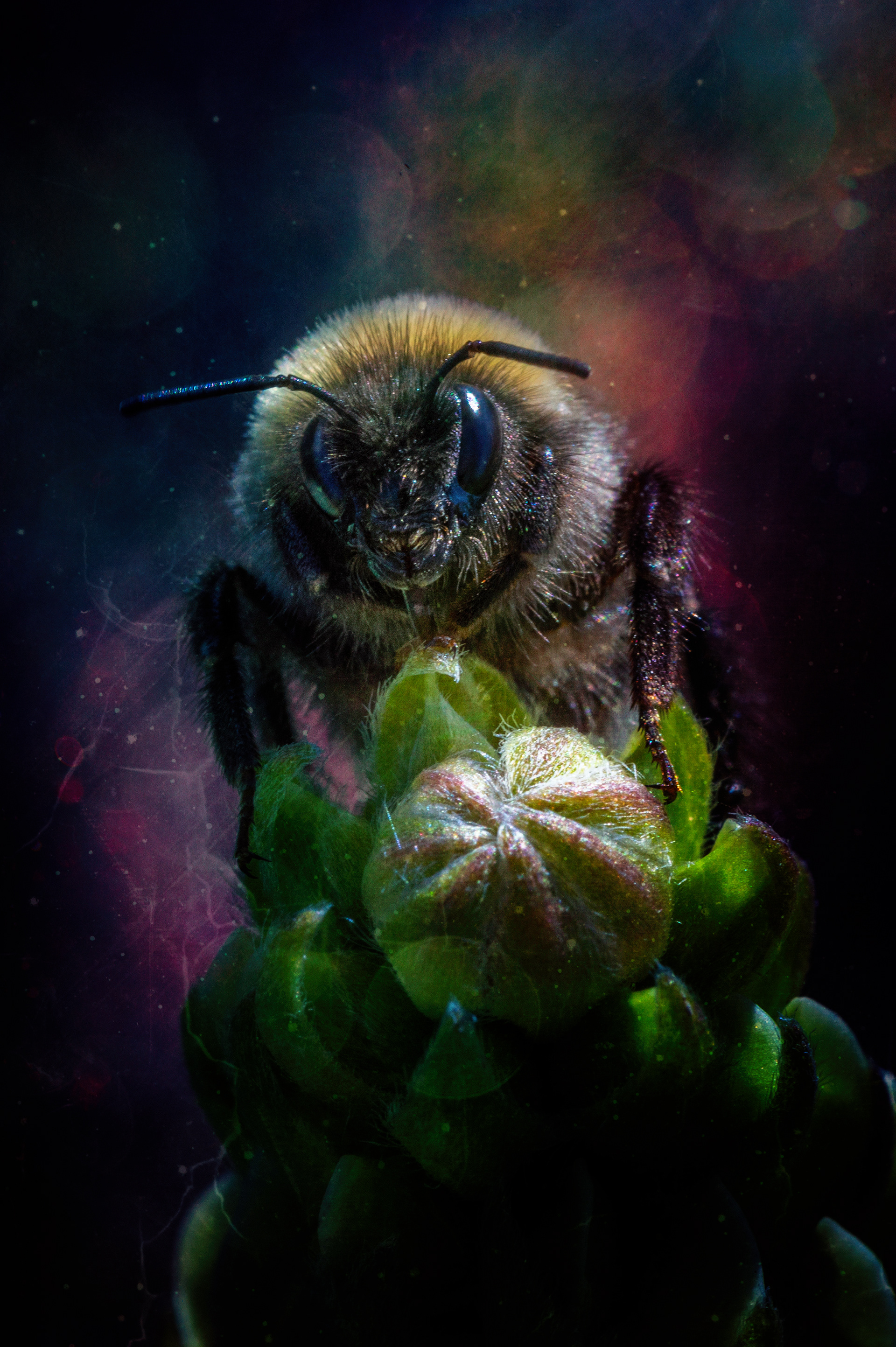 53- Abeille