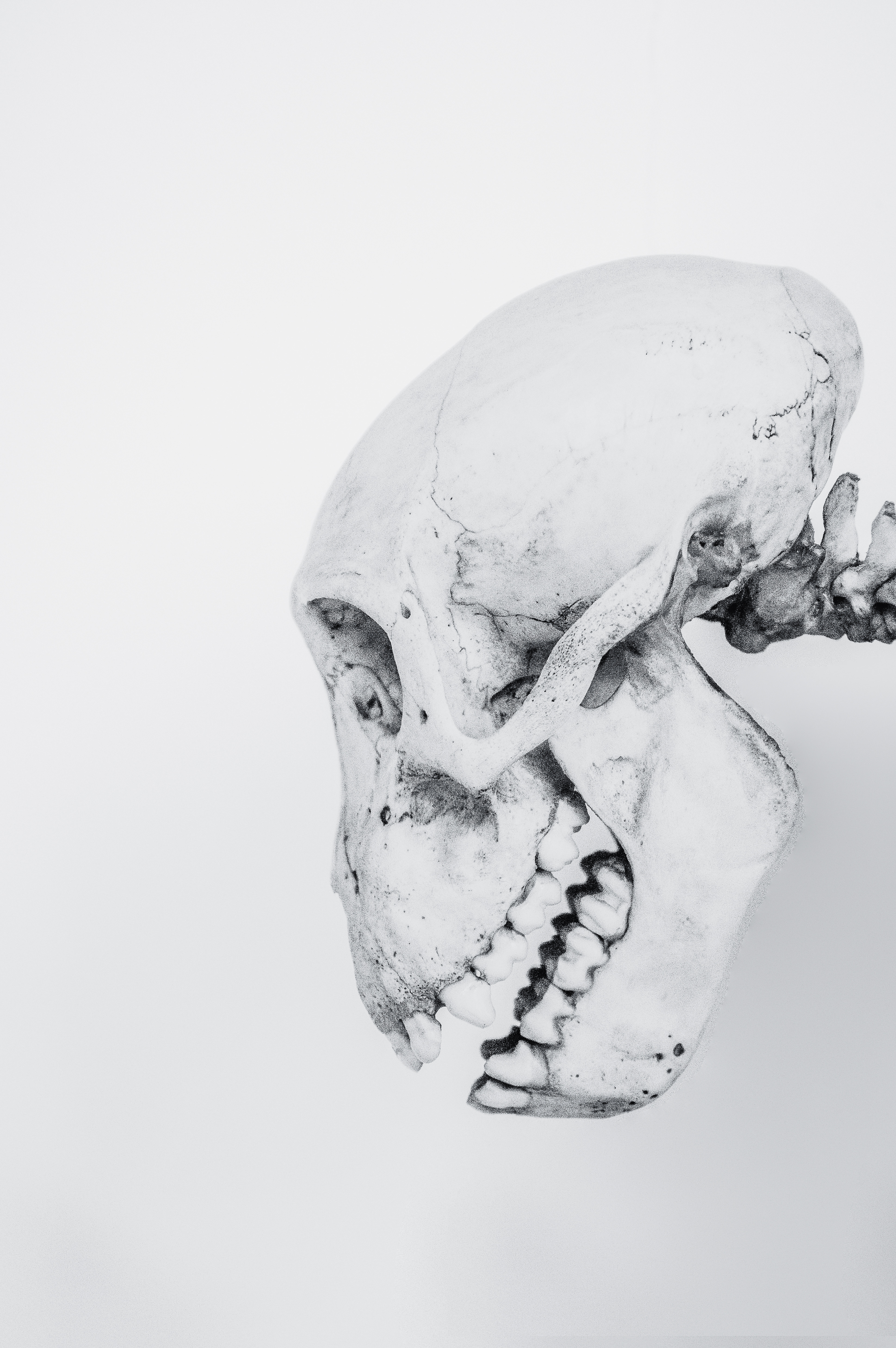 35- Crâne de Primate