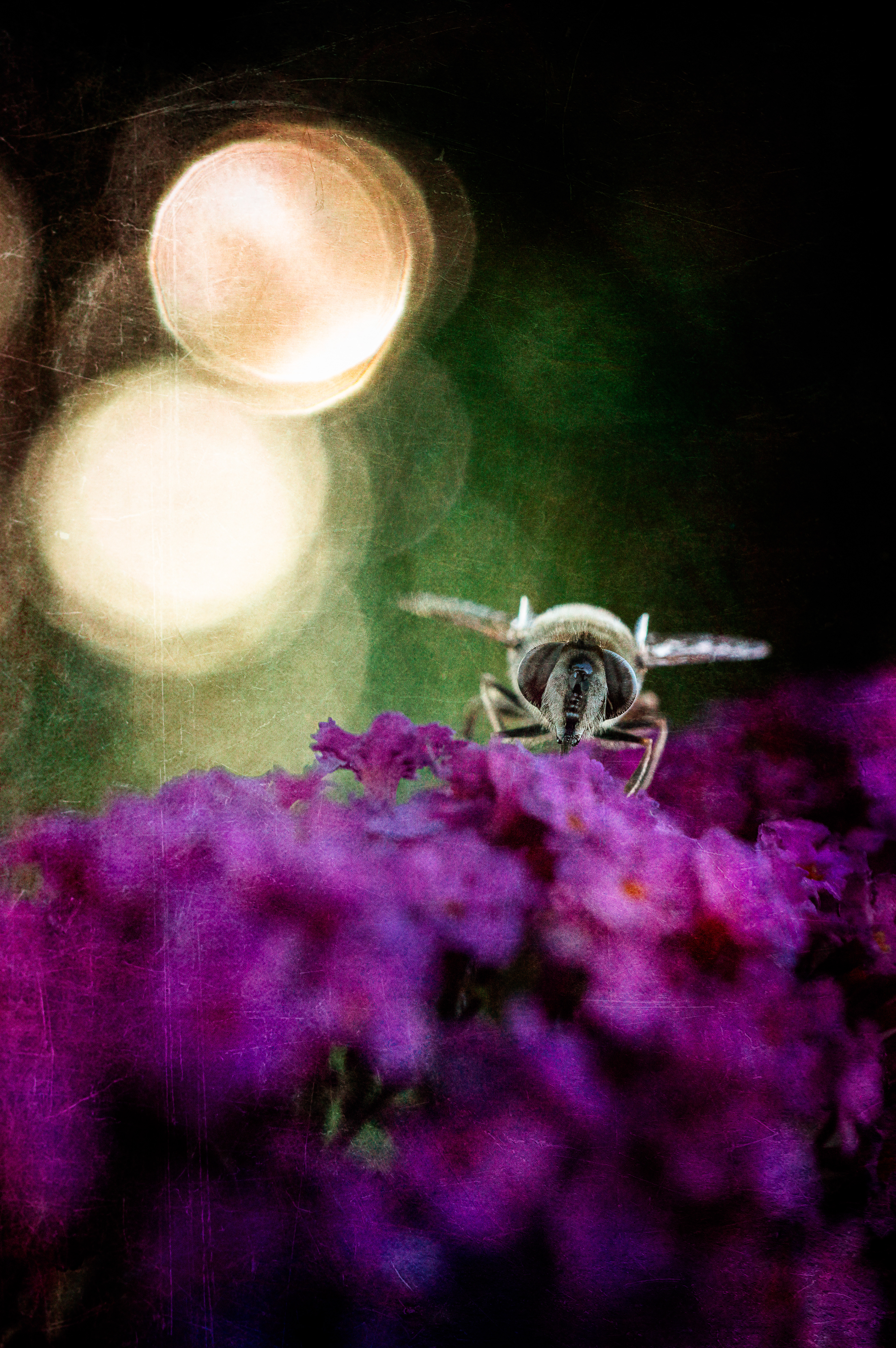 54- Abeille