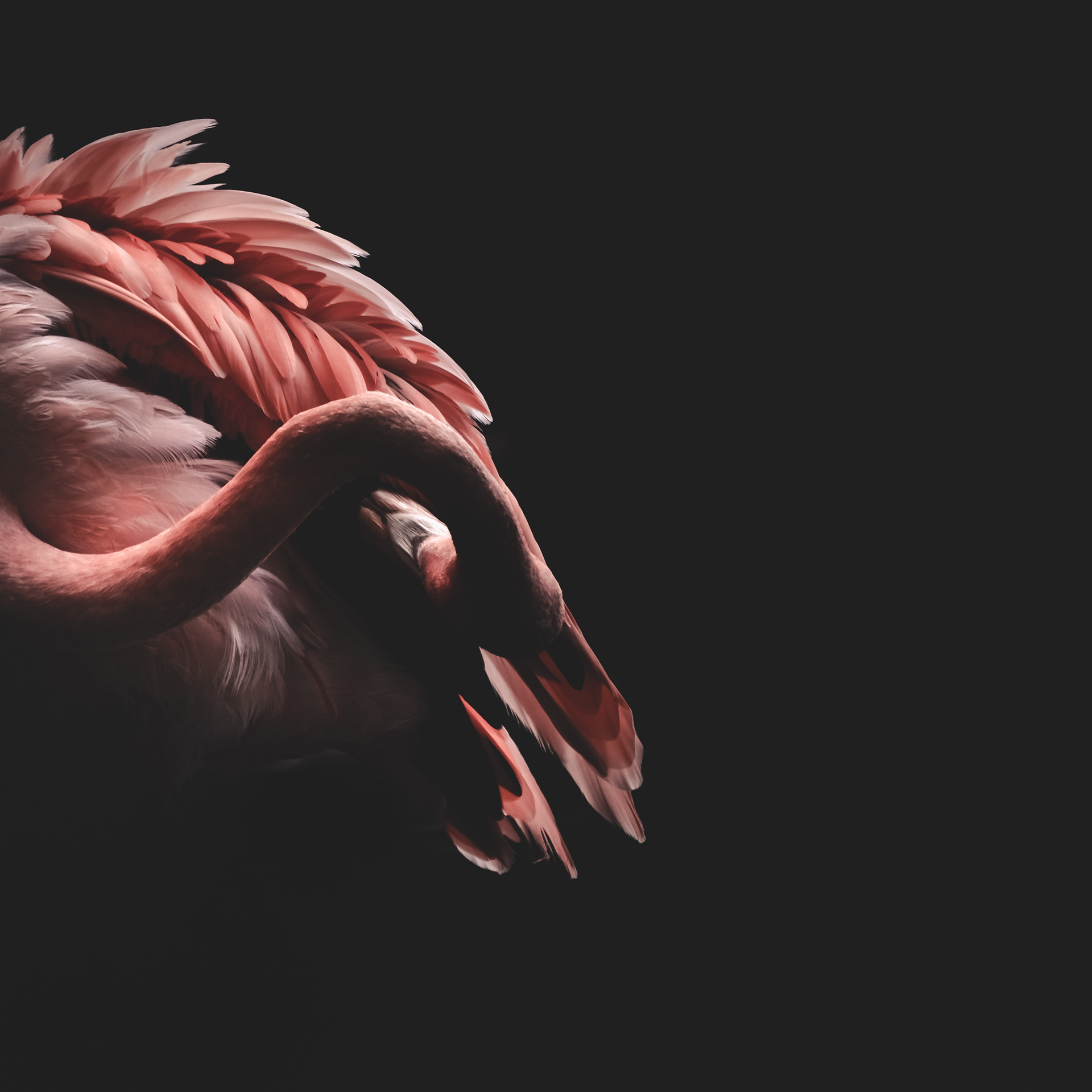 208 - Flamant de Cuba