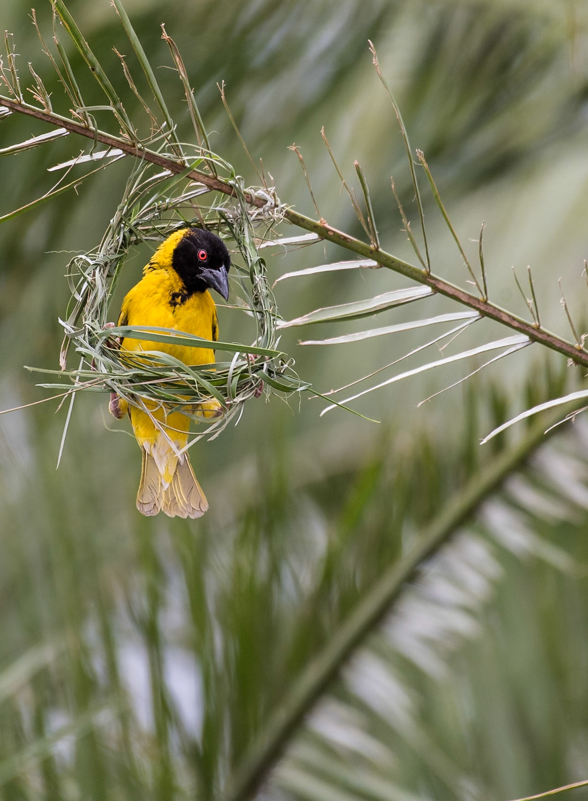 Southern Masked Weaver (Ploceus velatus)The acrobatics involved in building the nests are impressive. Here's a few shots of that process.