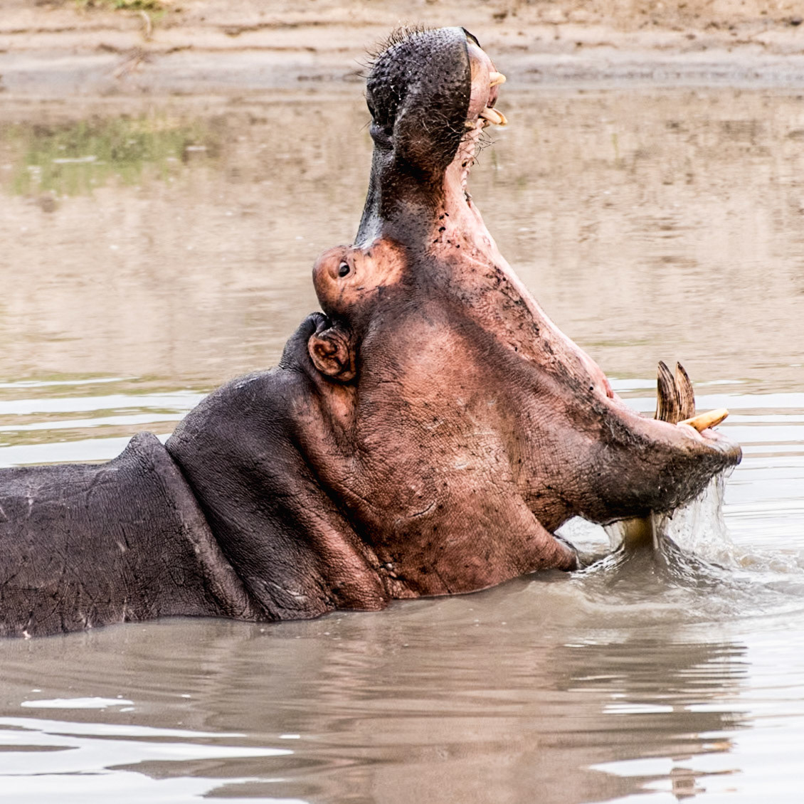 Part 6 of 9 of the sequence of a hippo yawning
