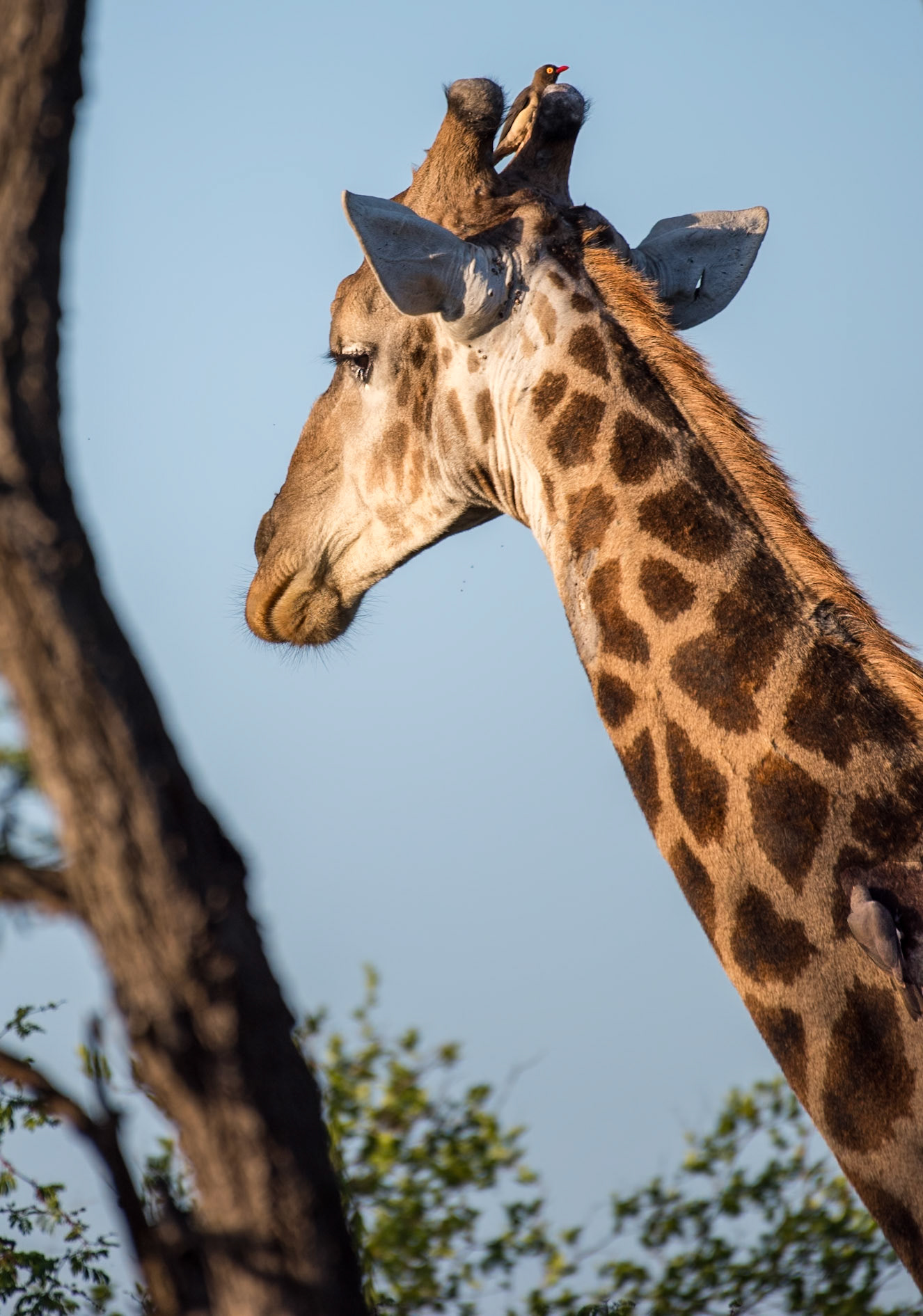 Look closely and you'll see two Oxpeckers (Red-billed oxpecker (Buphagus erythrorhynchus)). One hitching a ride up top, another doing some grooming lower on the neck.