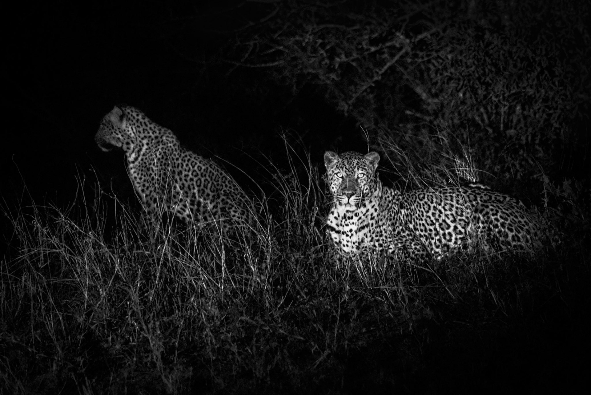 A night time safari drive as we head for dinner... or perhaps we ARE dinner?!