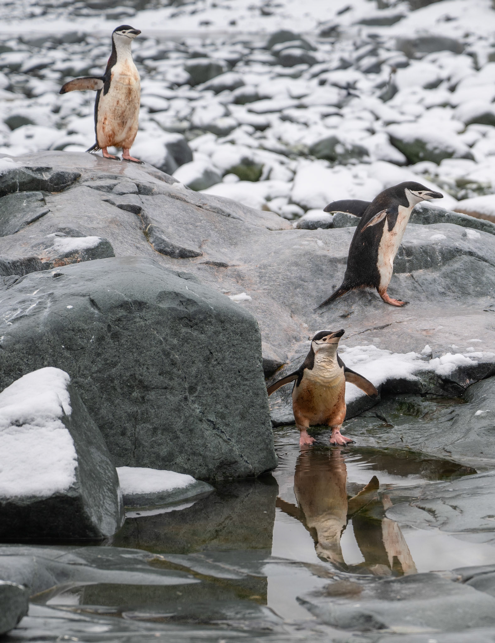 After pausing to grab a quick drink this chinstrap pengin seemed to be pausing to reflect and deciding what would come next.