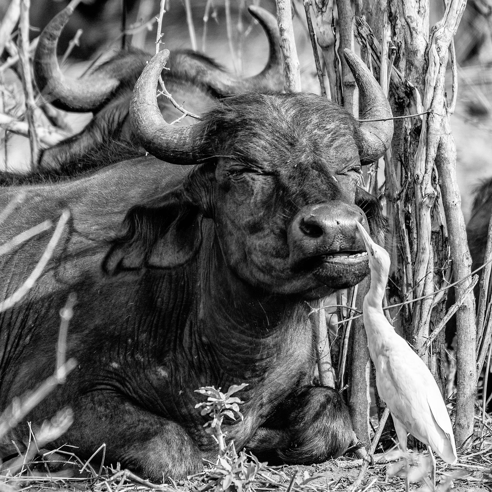 This big bull was part of a group of 3 giving us the hairy eyeball on a drive through Thornybush in South Africa. His charming good looks and mild disposition reminded me of -- me :D LOL