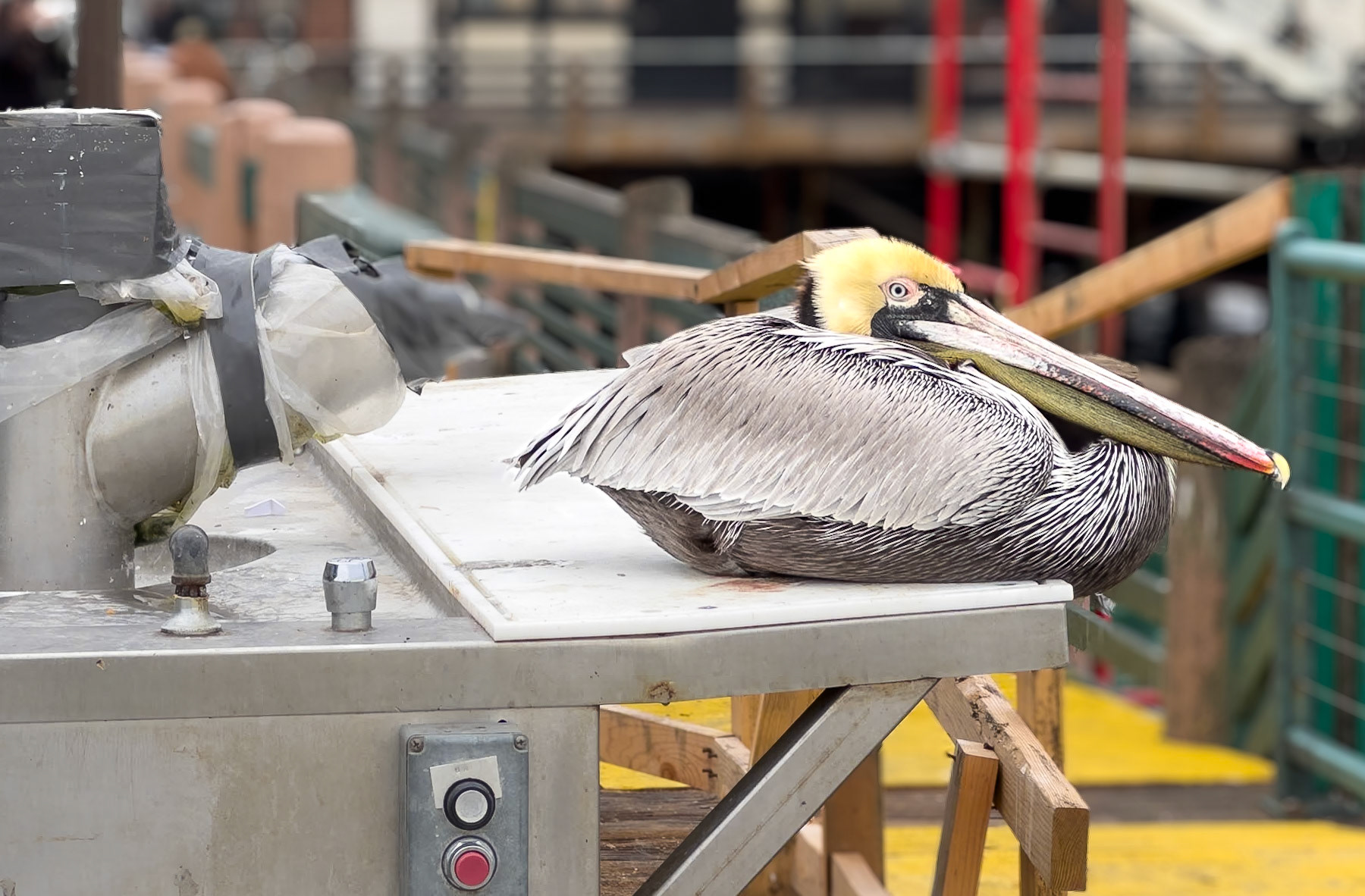 An unexpected visitor on the pier in Radondo Beach.