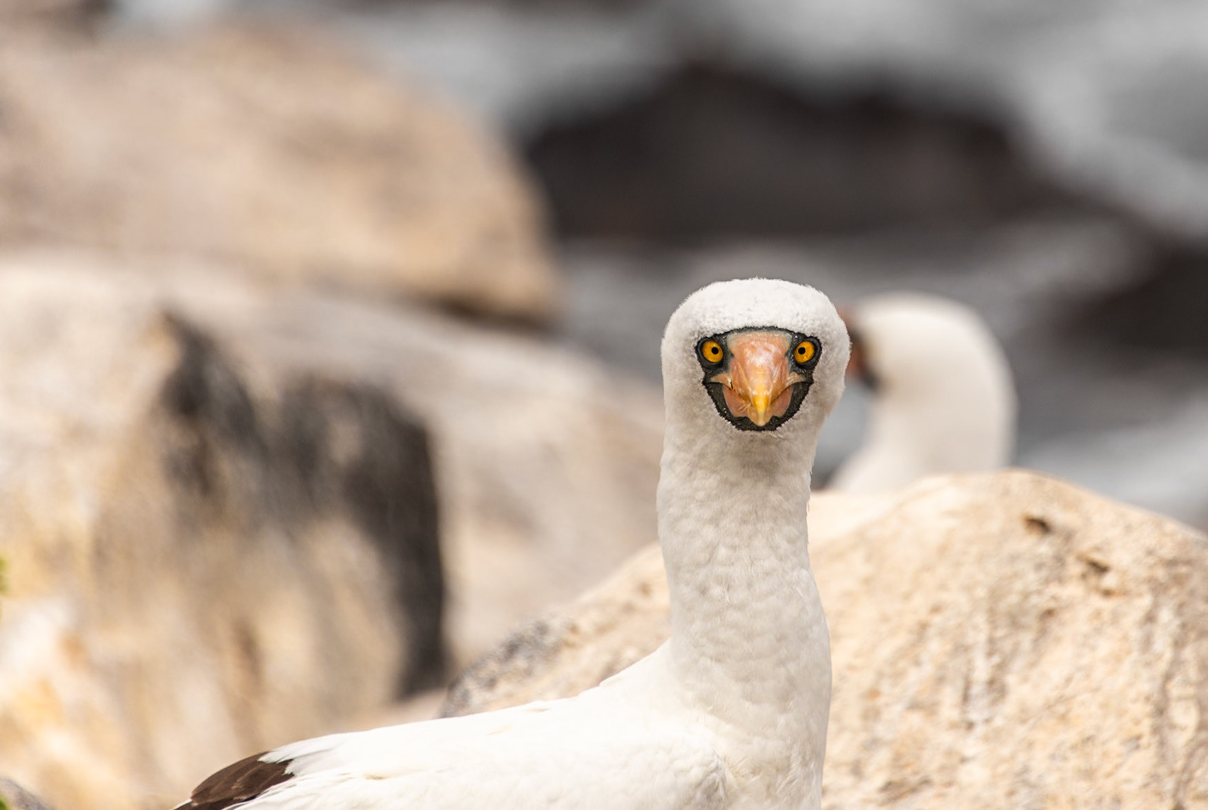 While abundant, the Nazca Booby are not endemic to the Galápagos and are prolific on the western cliffs of Española Isle. Very interesting behaviors despite their feet not being as colorful as the Blue-Footed Booby.