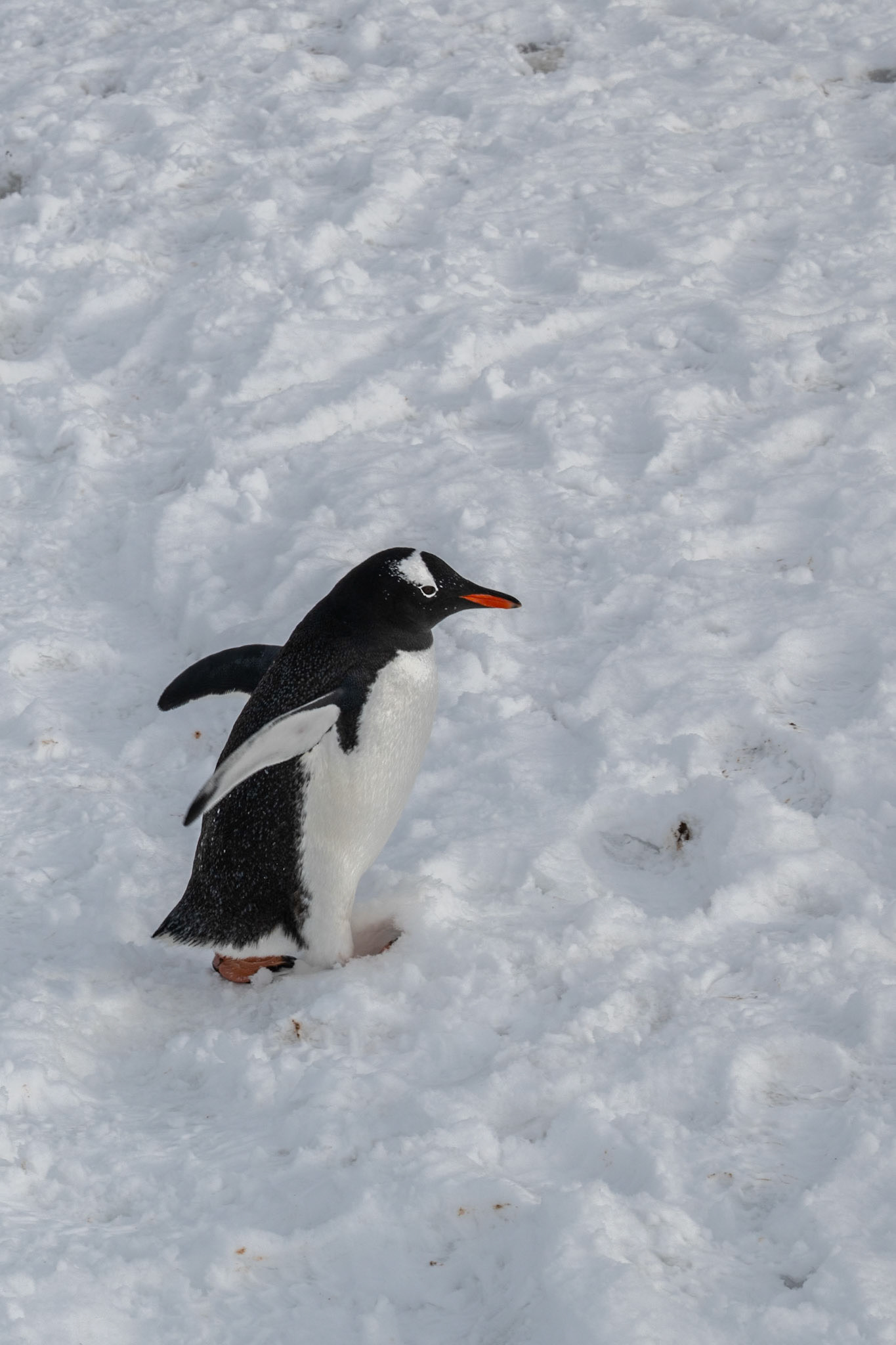 Gentoo Penguin (Pygoscelis papua)