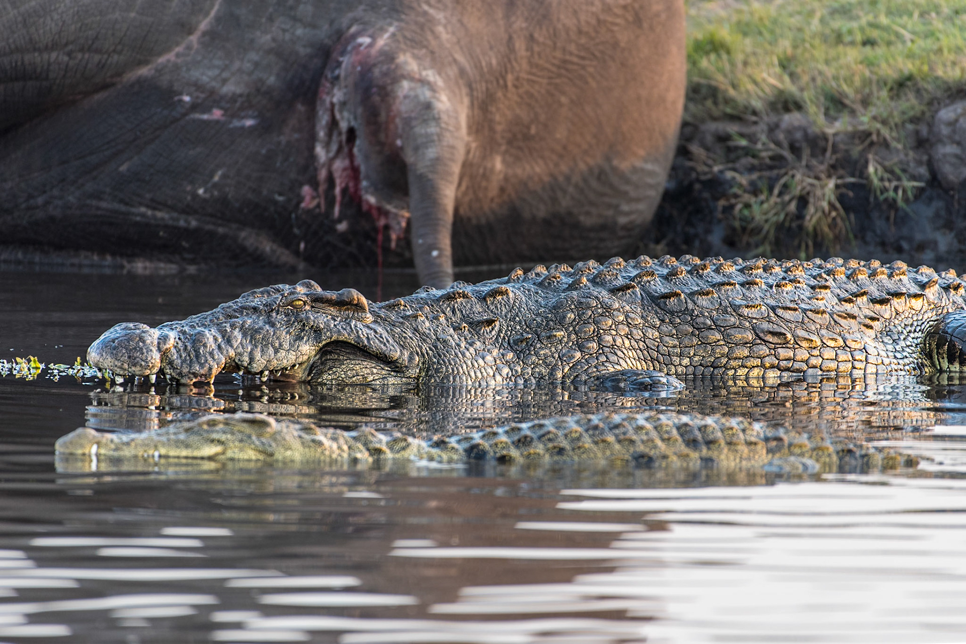 Size matters and this shows gives a little of perspective as to the relative sizes of these reptiles are to each other. Nile Crocodile (Crocodylus niloticus)