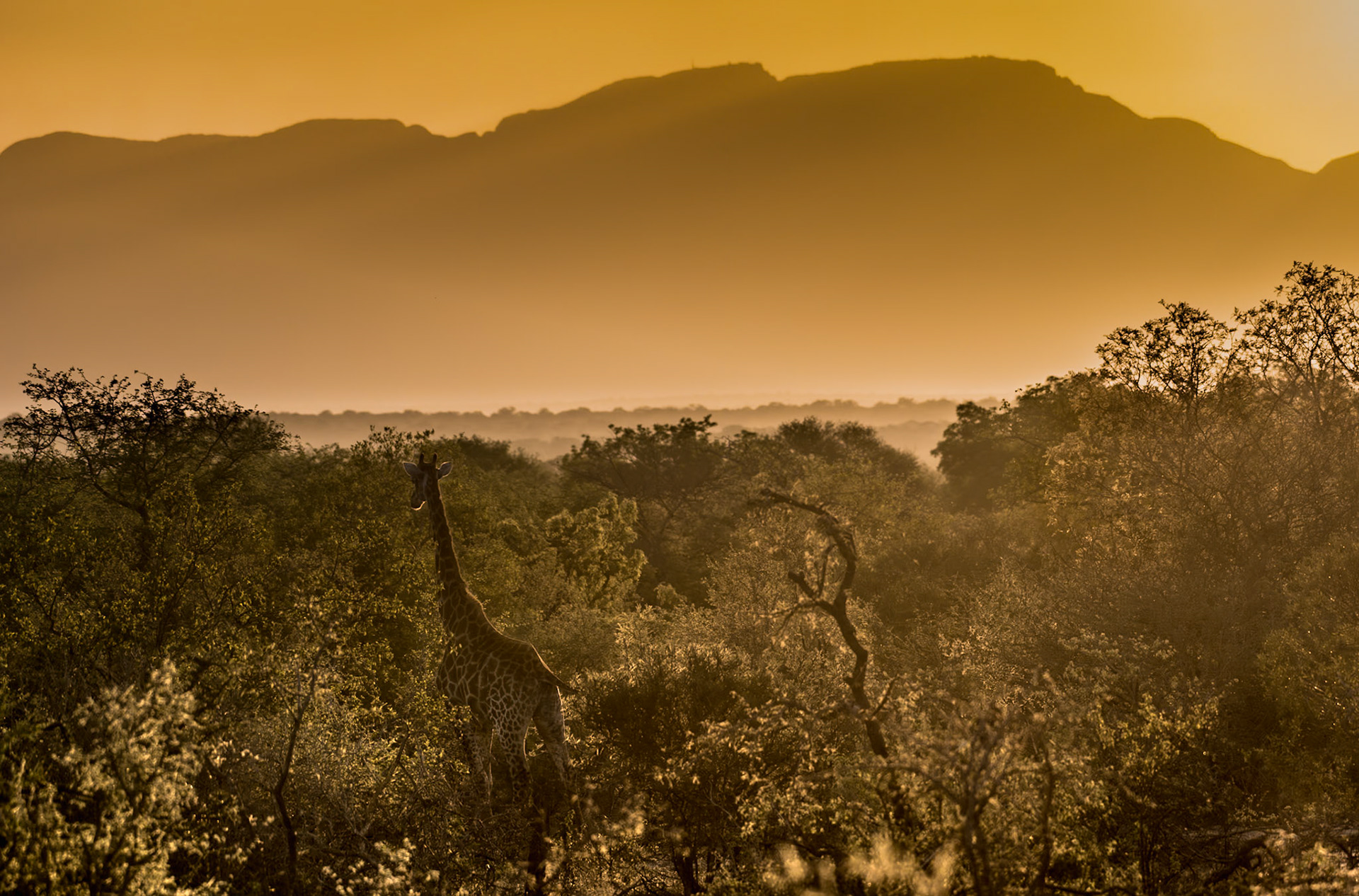 The first thing catching my eye was the wonderful golden sunset. Only as I started to compose the shot in my viewfinder did I spot the giraffe seeming to enjoy the same sunset.